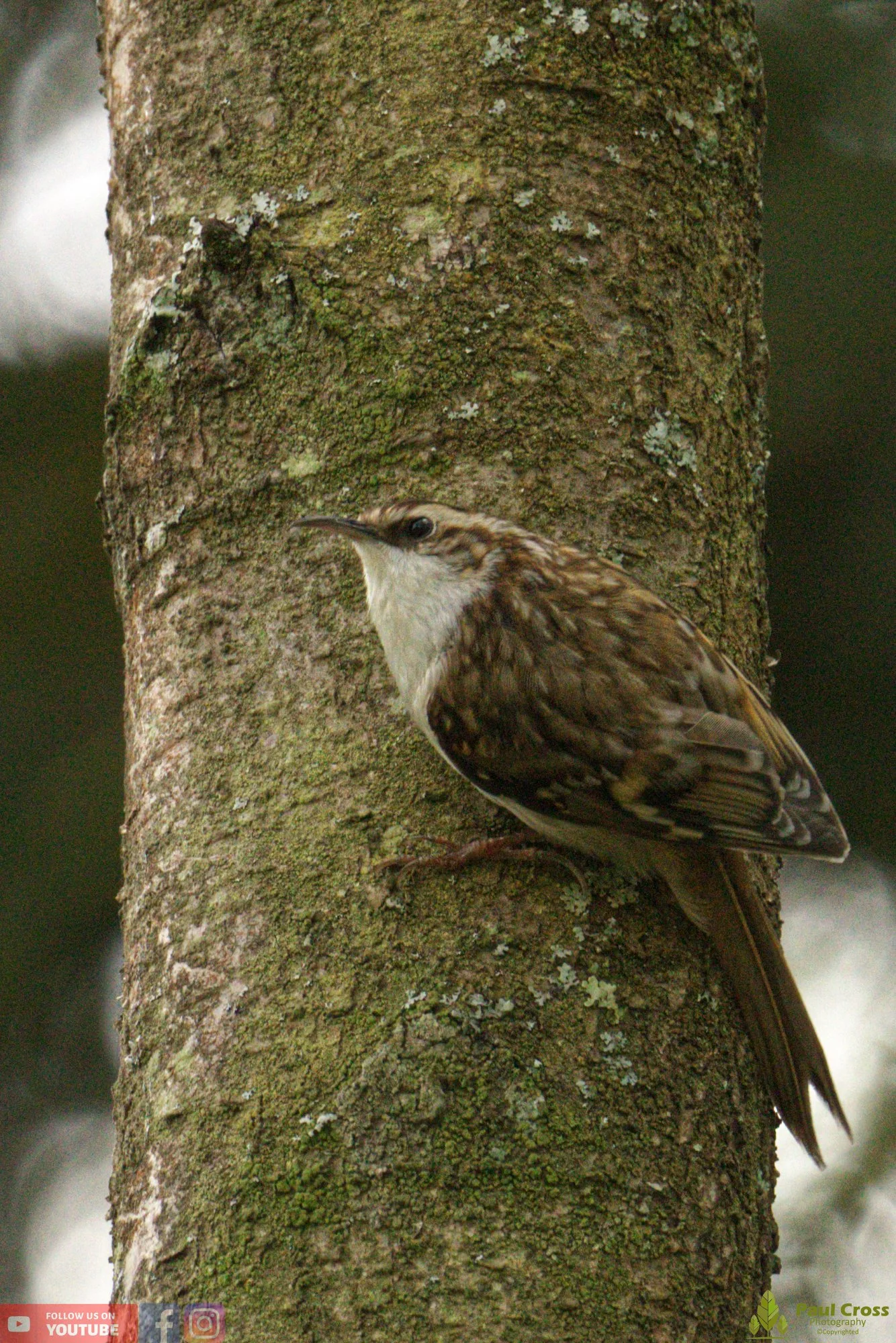 Treecreeper-00070.jpg