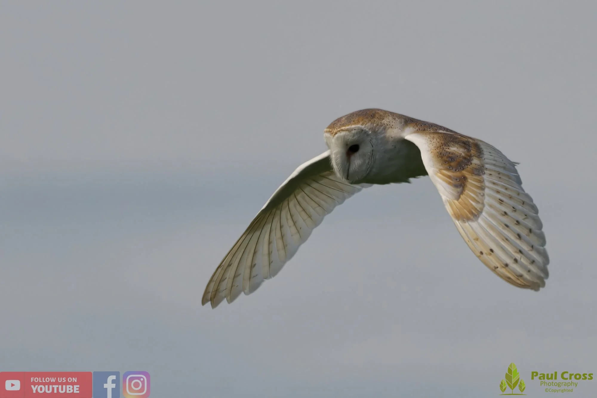 Barn Owl-00032.jpg