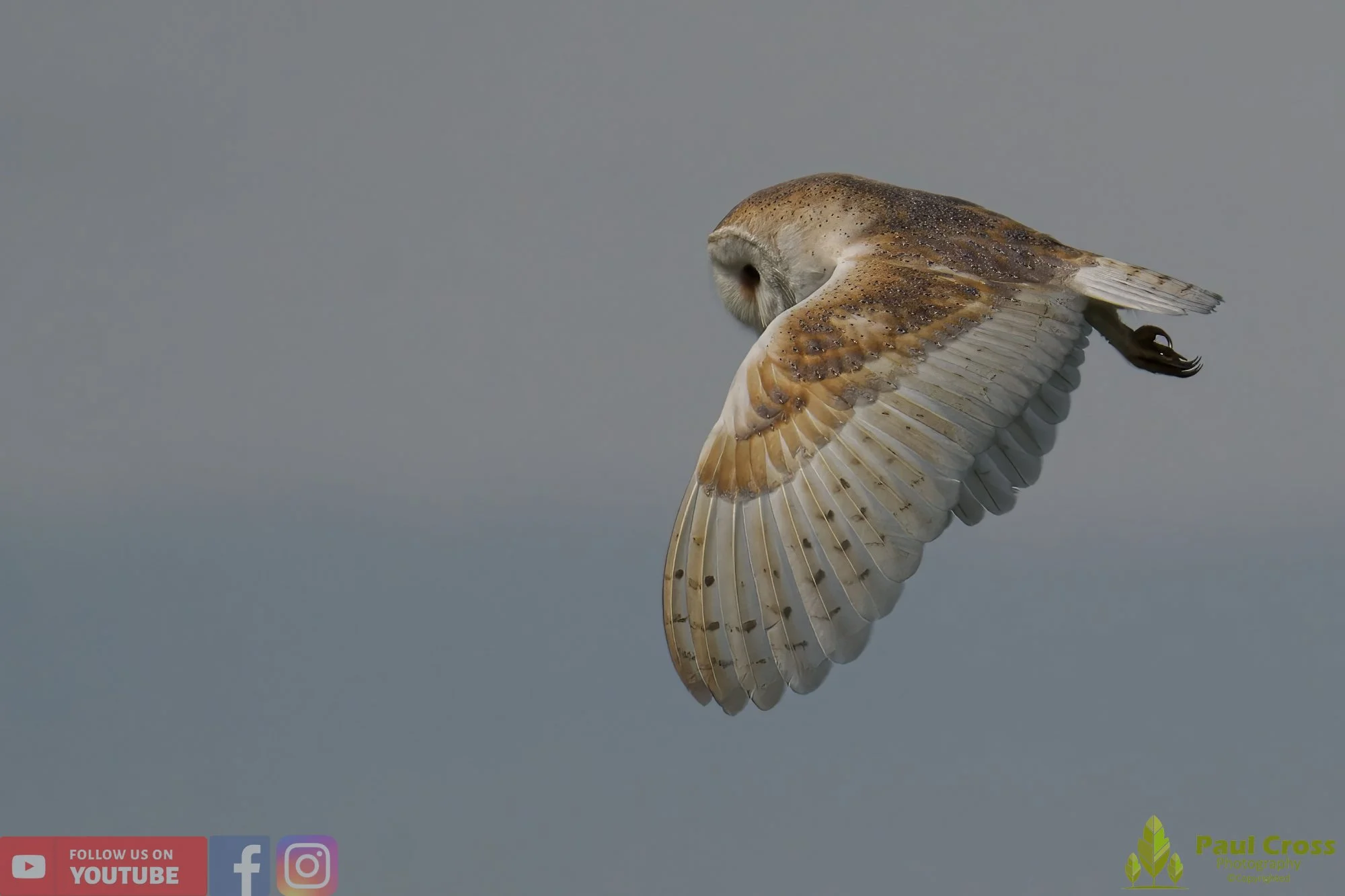 Barn Owl-00028.jpg