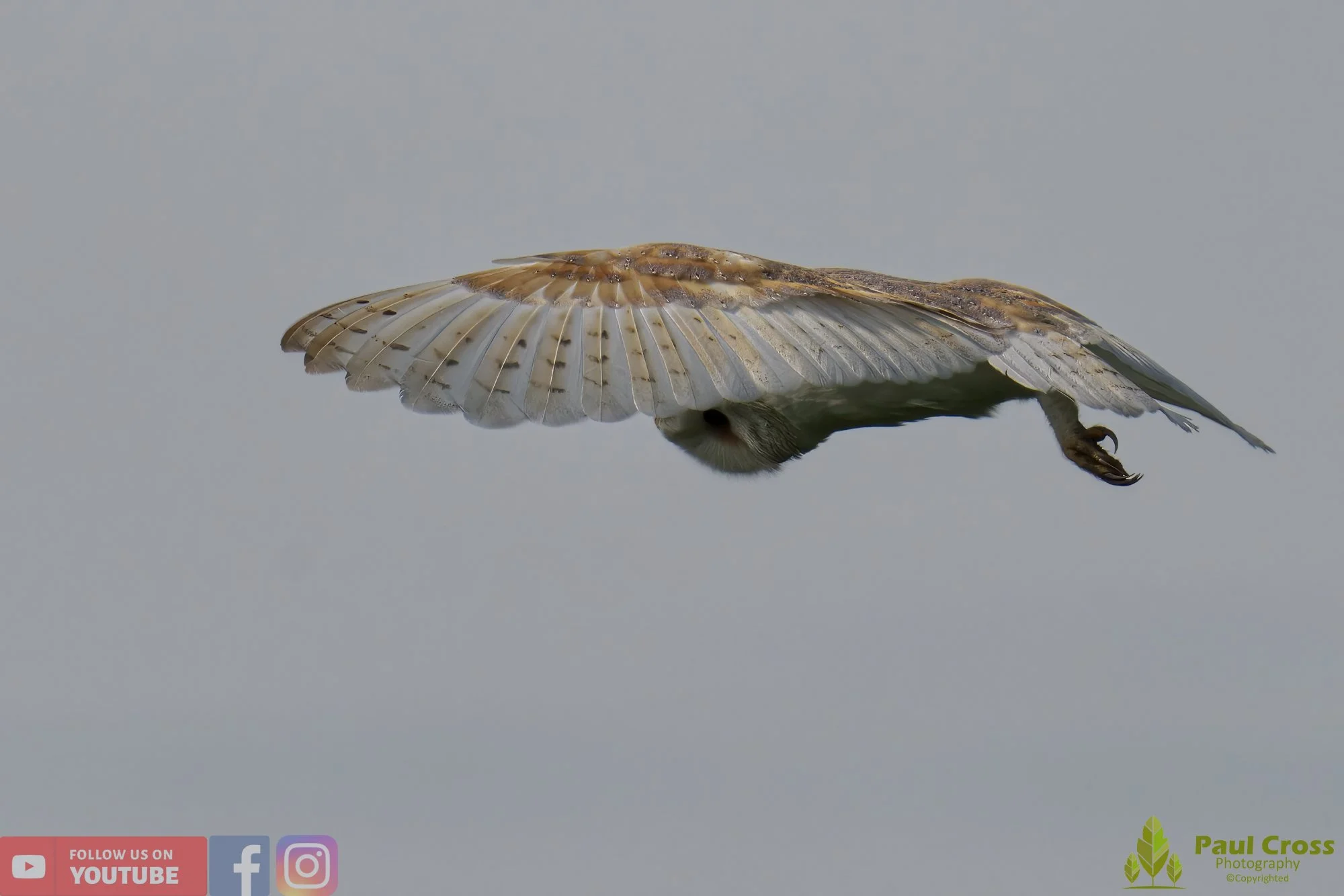 Barn Owl-00034.jpg