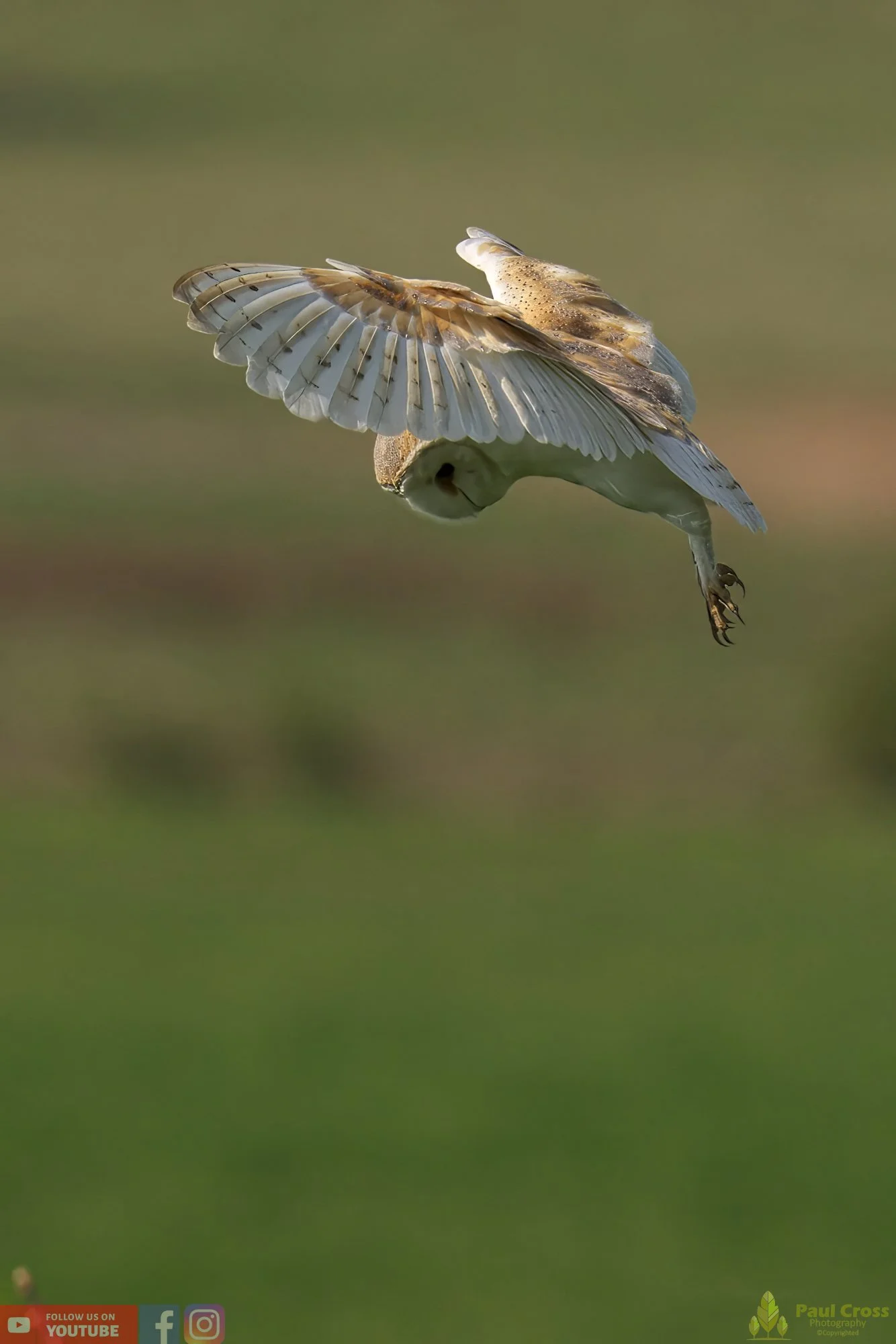 Barn Owl-00051.jpg
