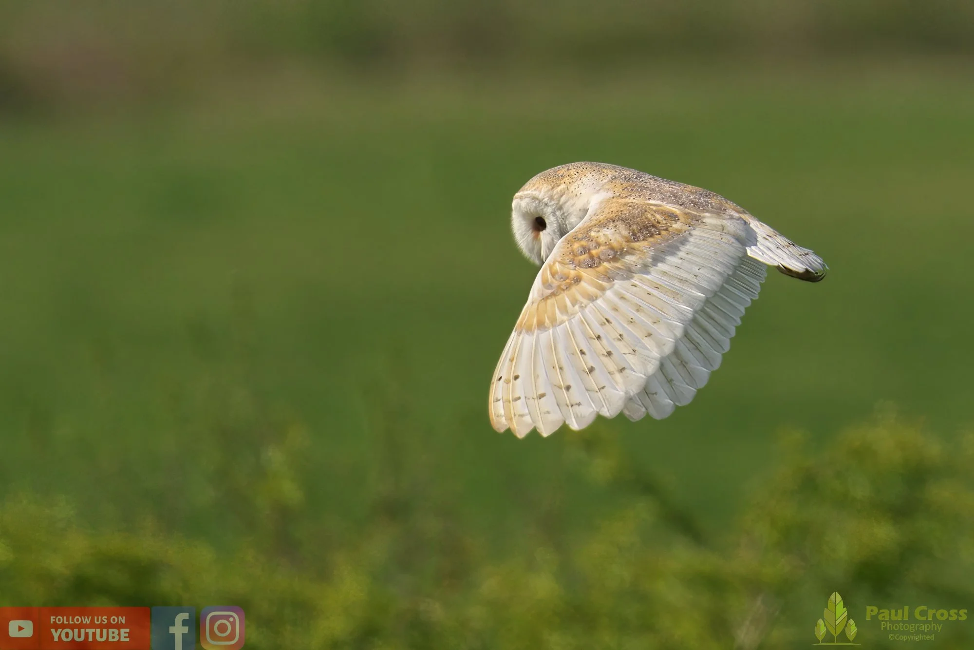 Barn Owl-00057.jpg