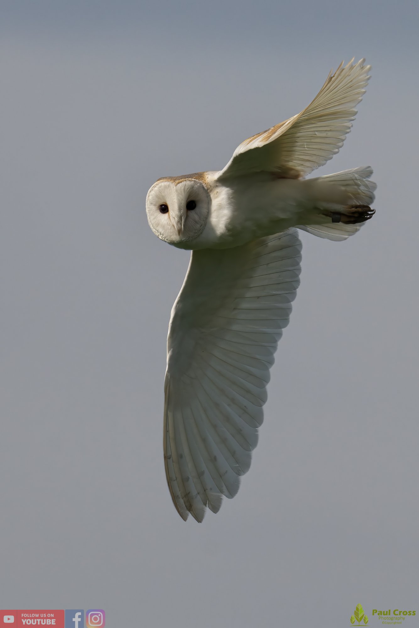 Barn Owl-00062.jpg