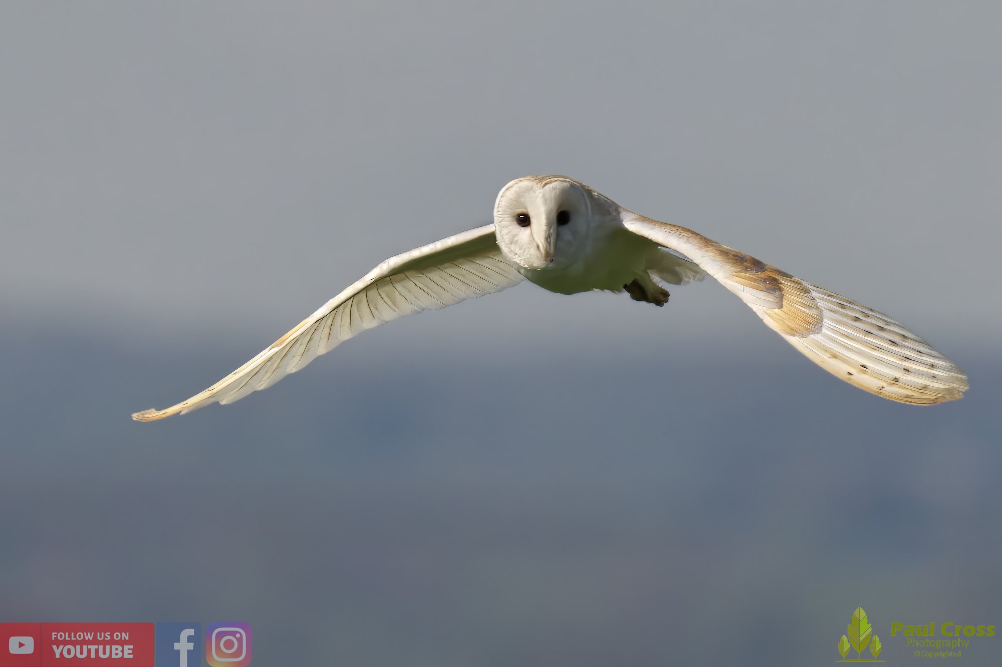 Barn Owl-00085.jpg
