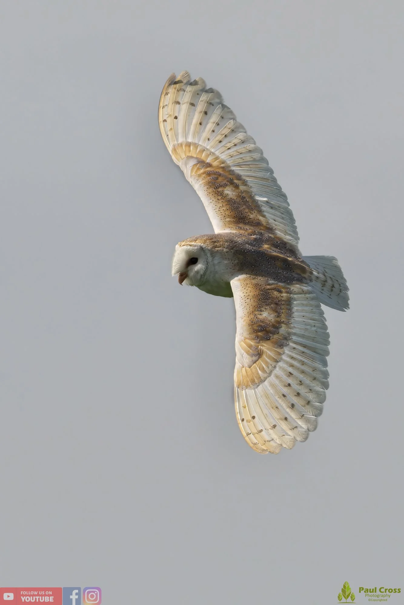 Barn Owl-00097.jpg