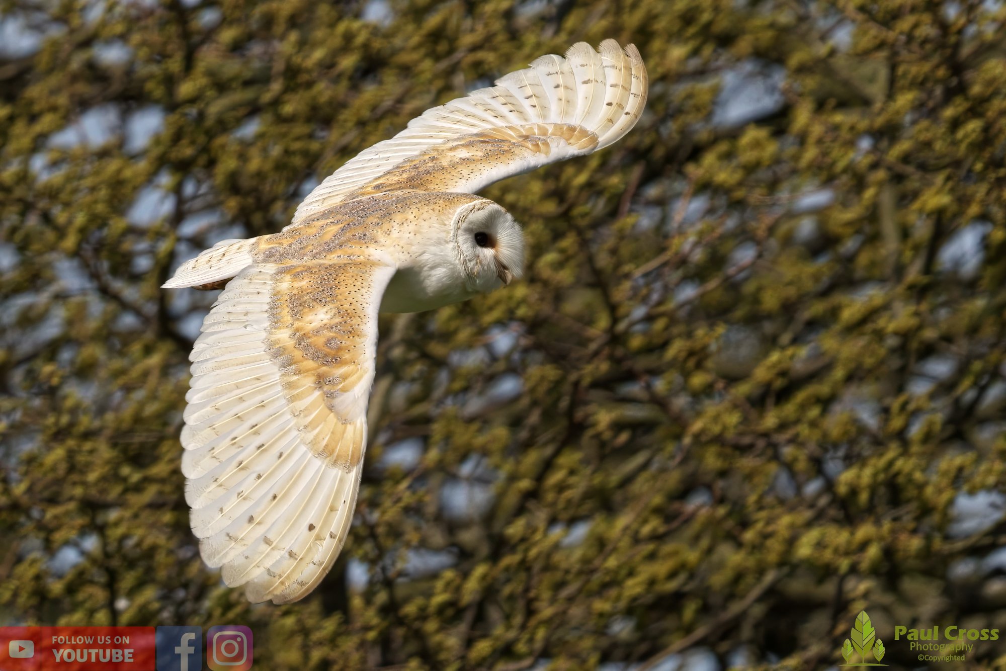 Barn Owl-00106.jpg