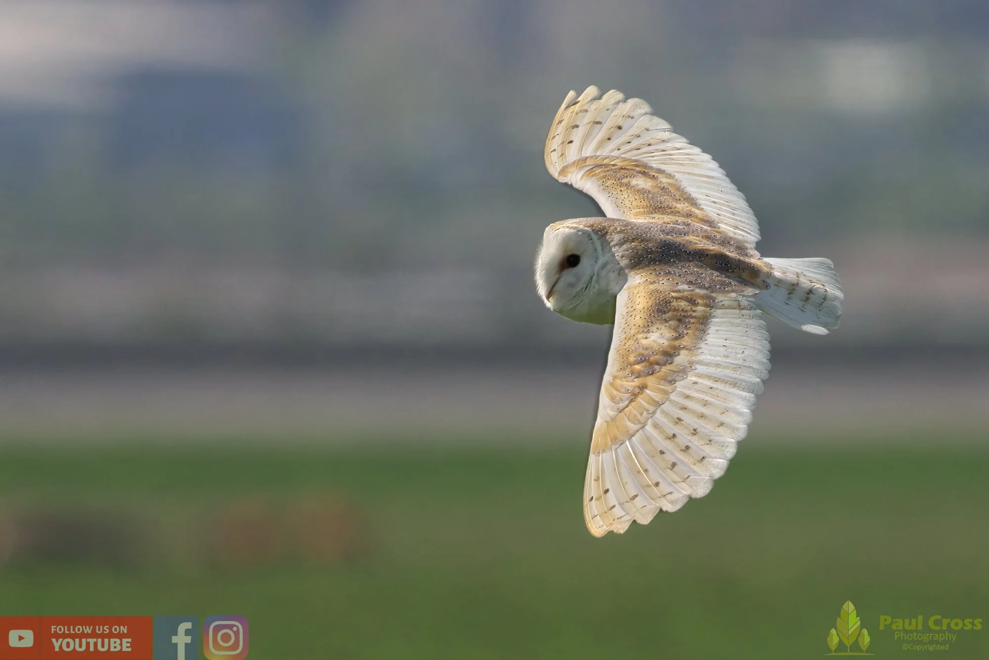 Barn Owl-00115.jpg