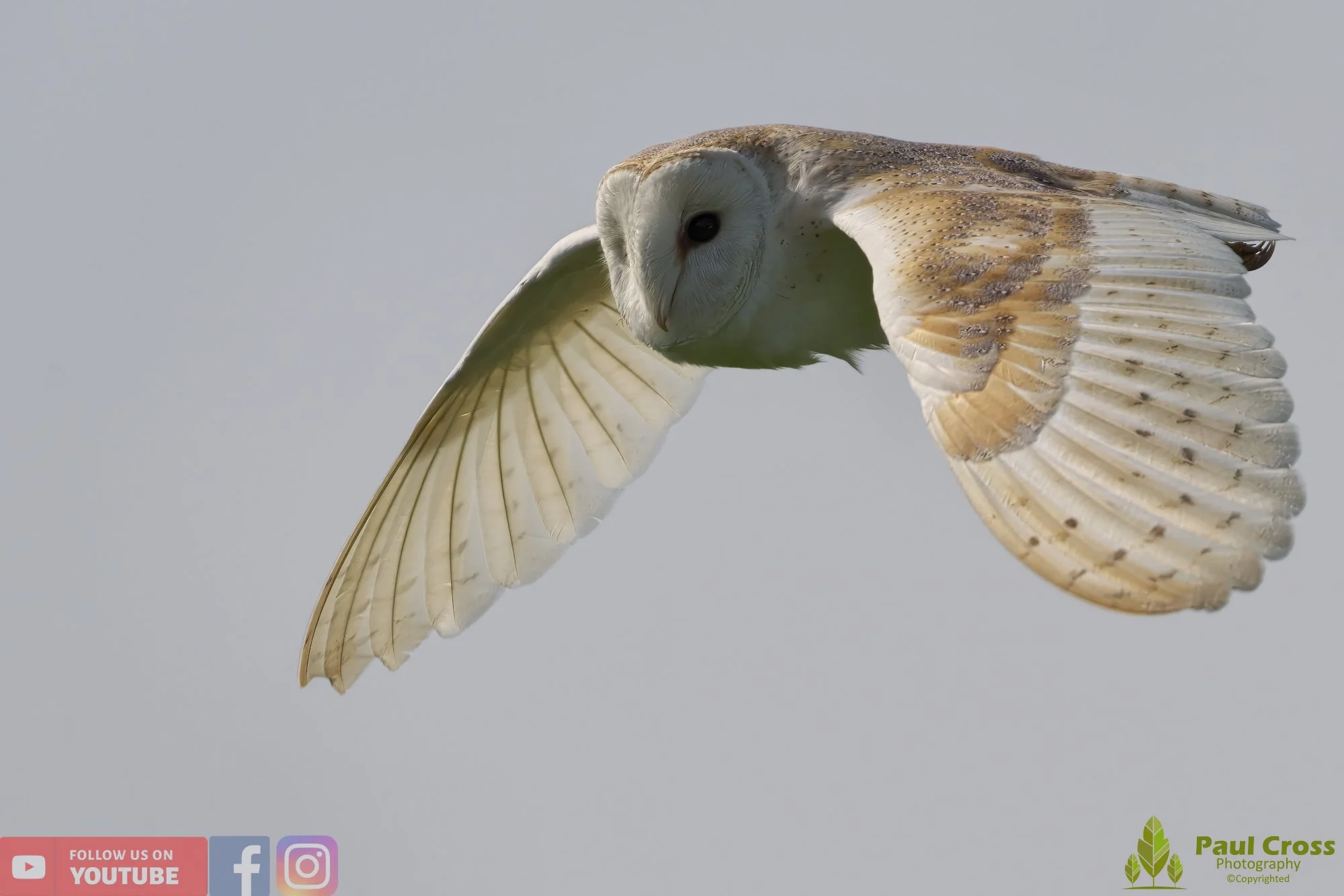 Barn Owl-00124.jpg
