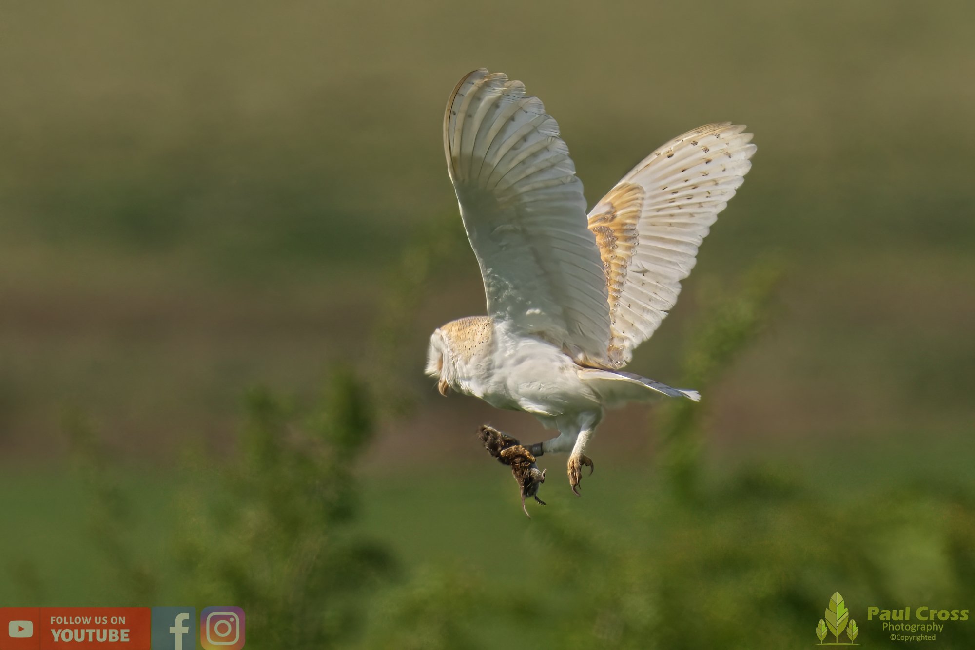 Barn Owl-00093.jpg