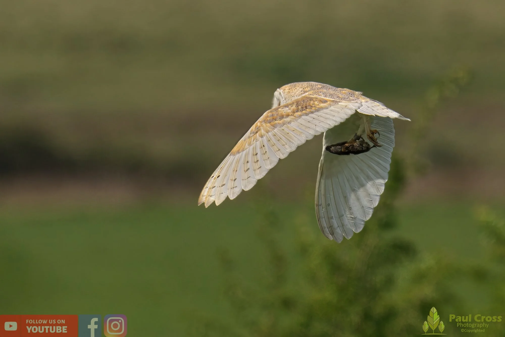 Barn Owl-00094.jpg