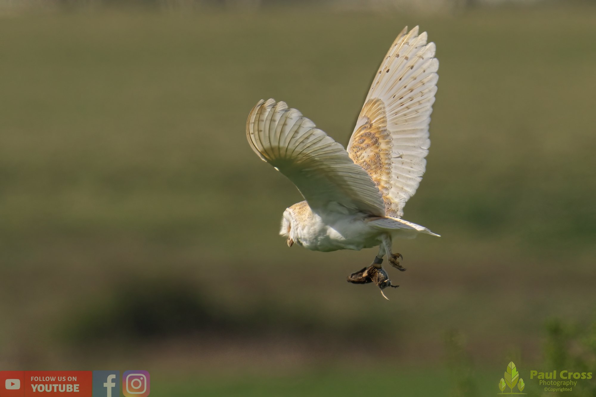 Barn Owl-00095.jpg