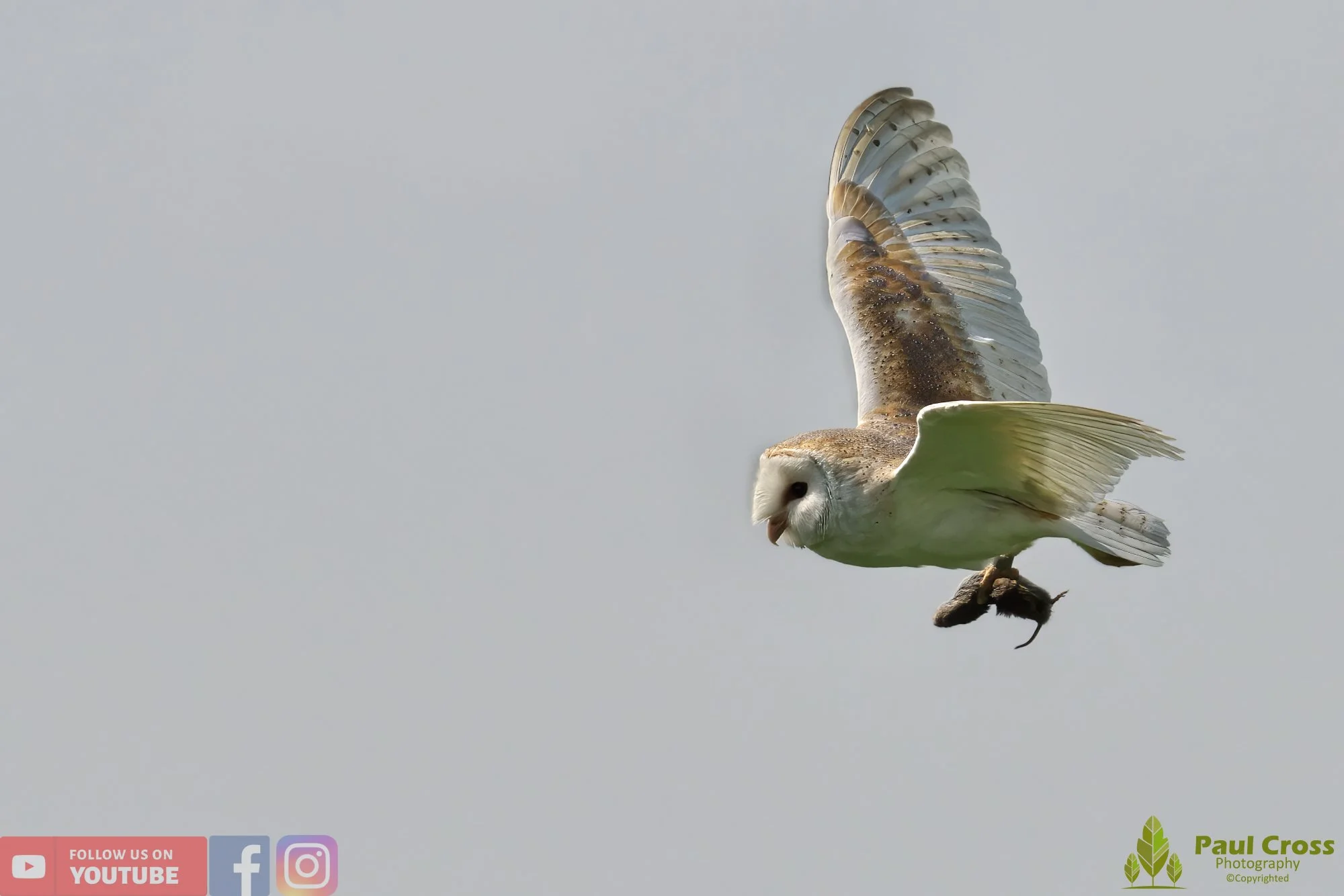 Barn Owl-00096.jpg