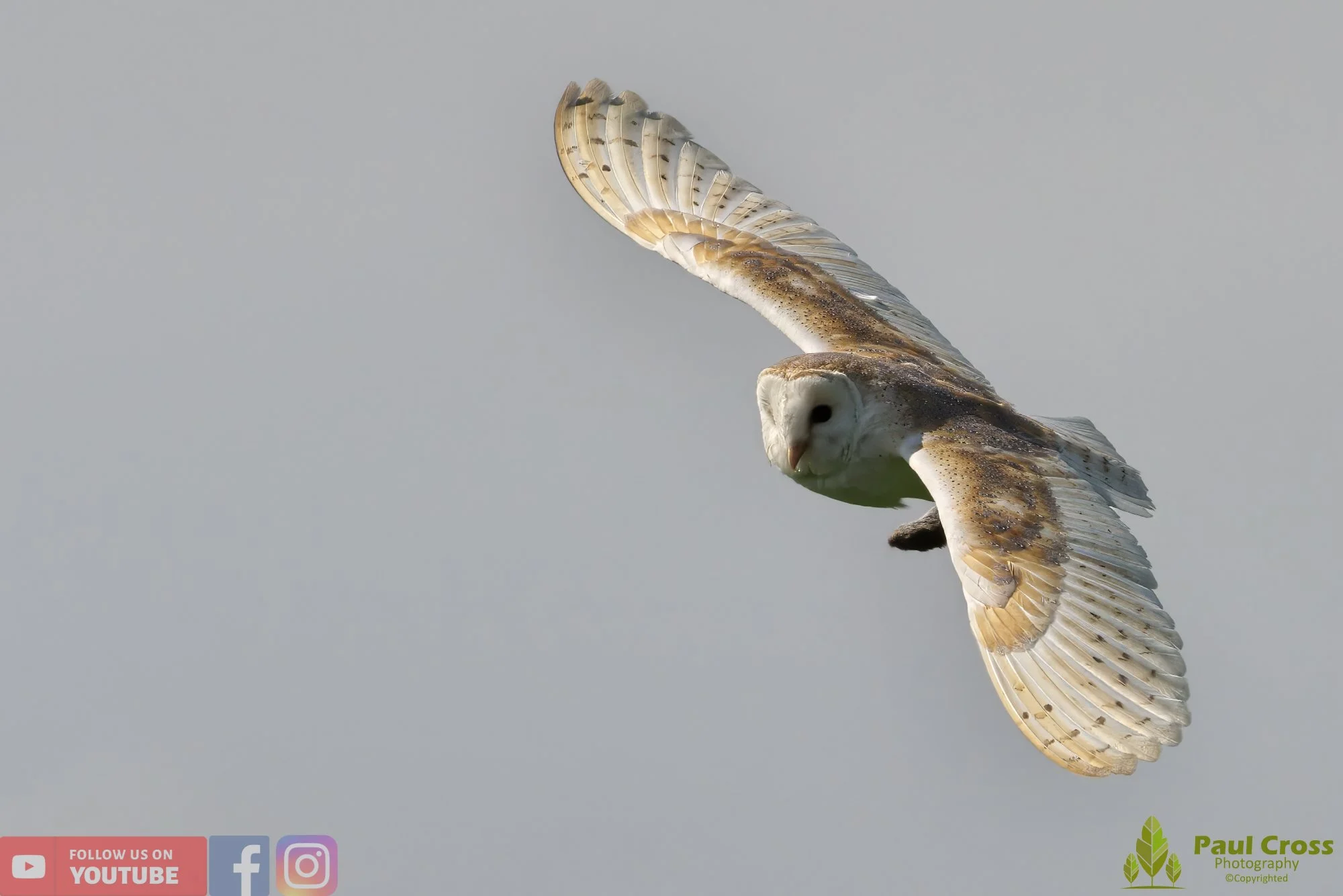 Barn Owl-00099.jpg