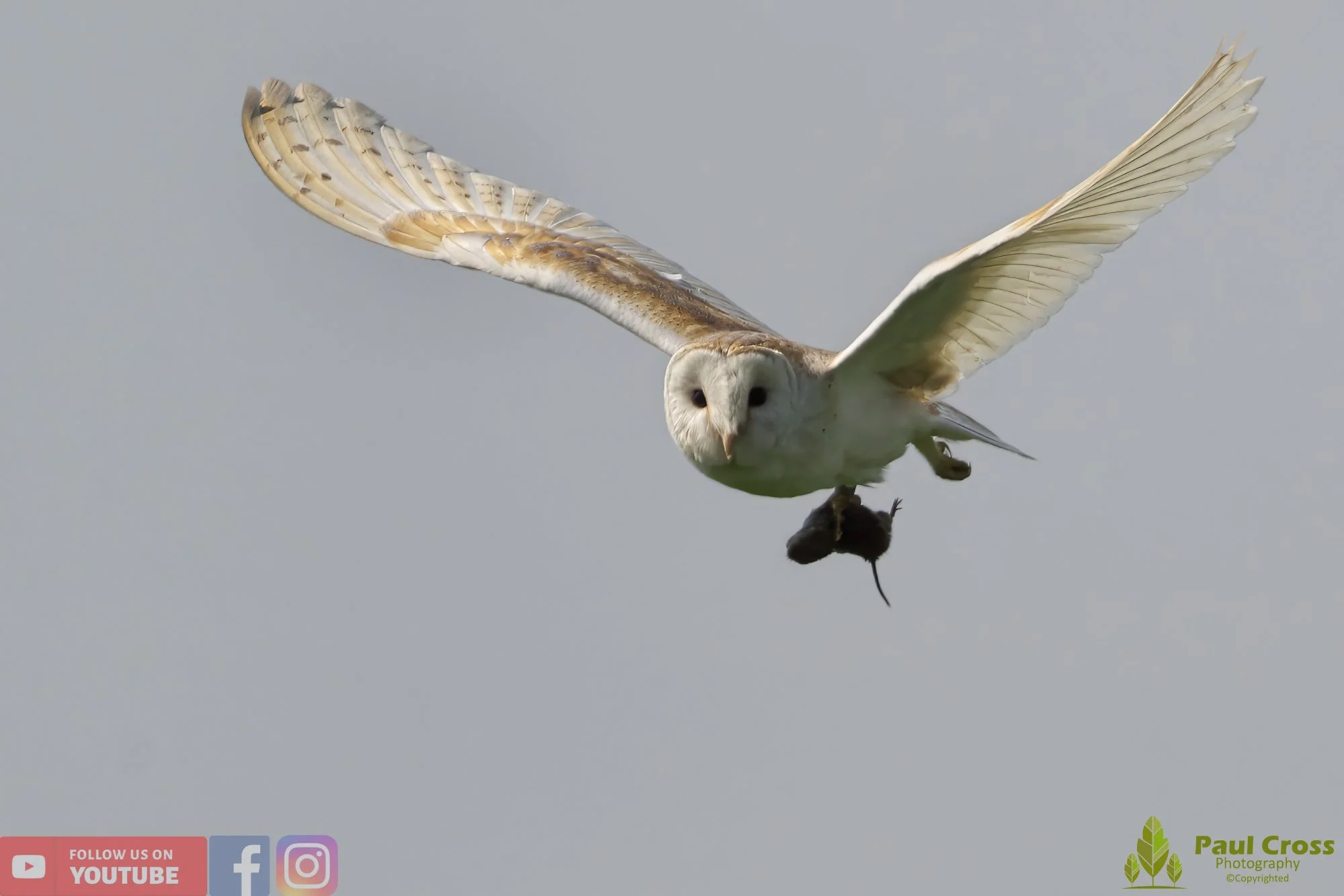 Barn Owl-00102.jpg