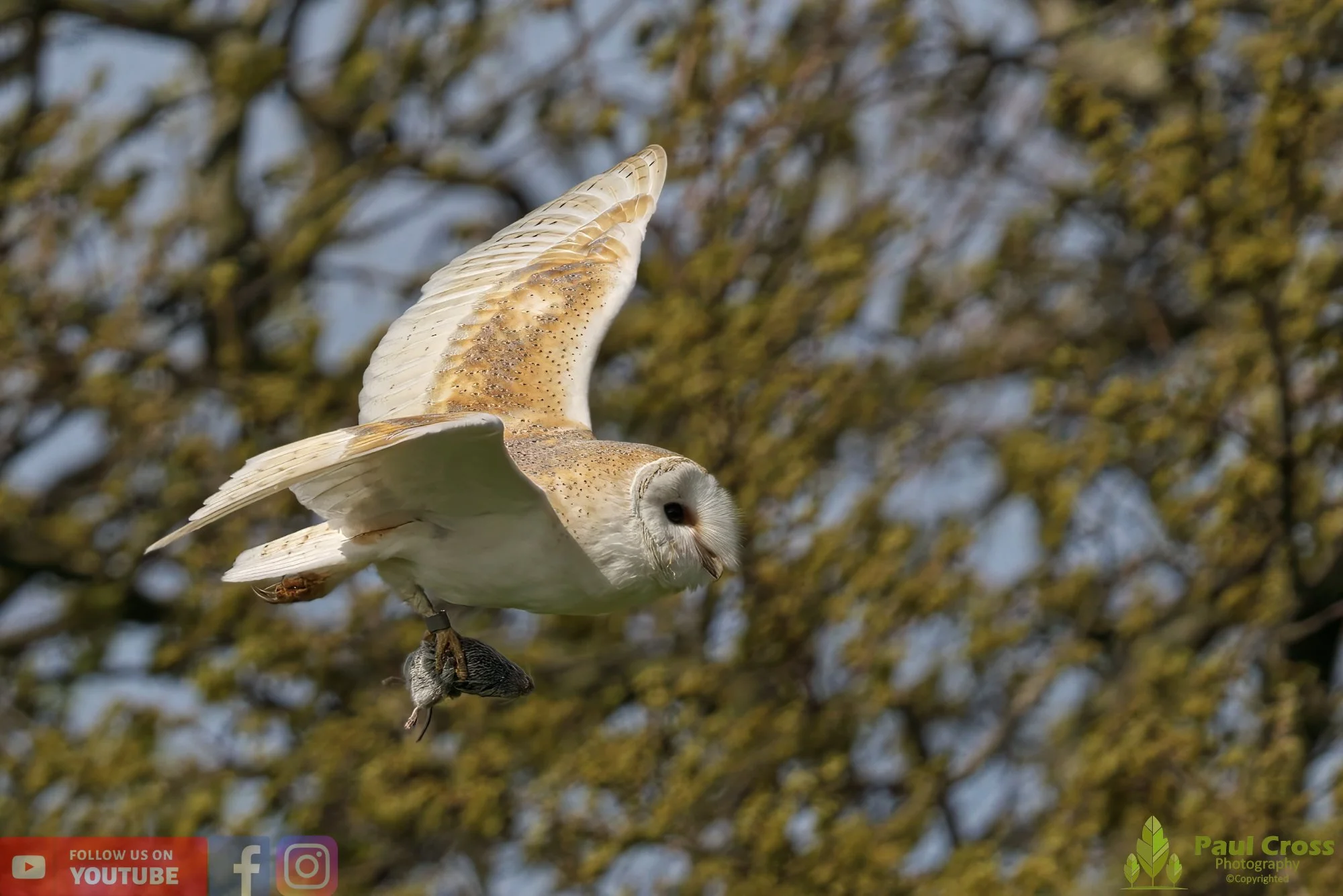 Barn Owl-00105.jpg