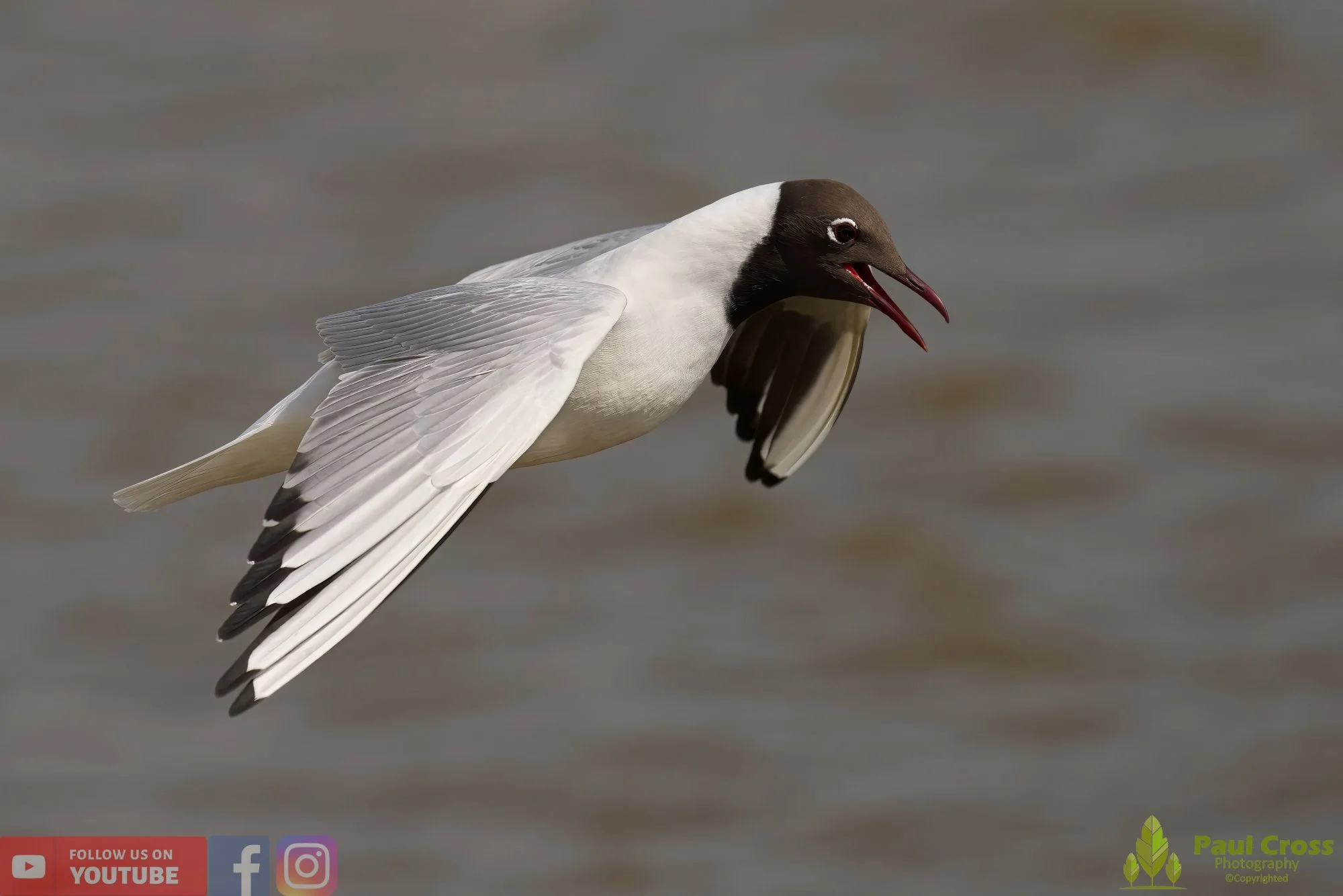 Black-Headed Gull-00517.jpg