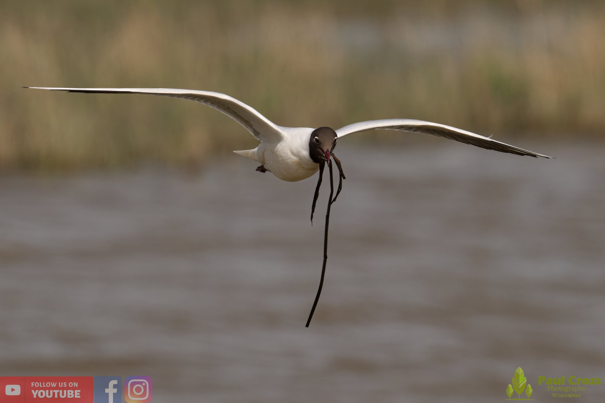 Black-Headed Gull-00518.jpg