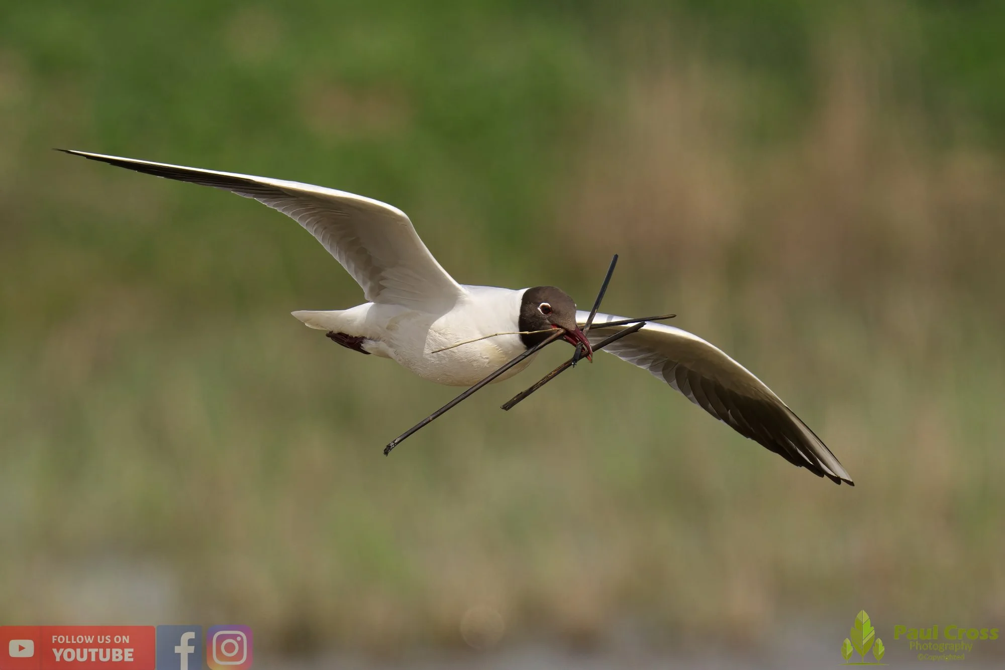 Black-Headed Gull-00520.jpg