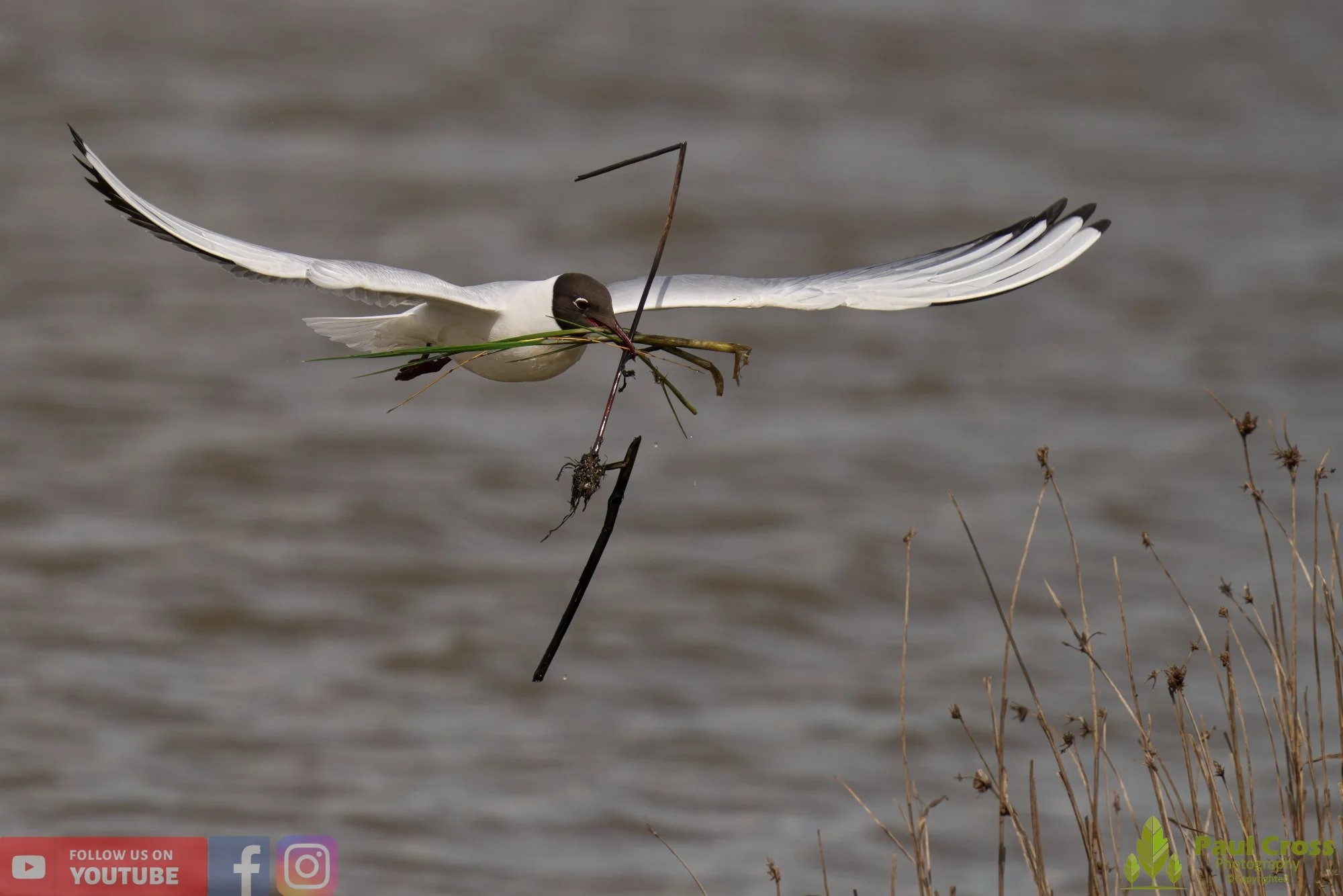 Black-Headed Gull-00521.jpg