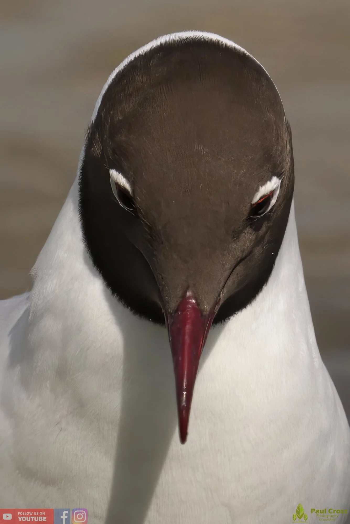 Black-Headed Gull-00522.jpg