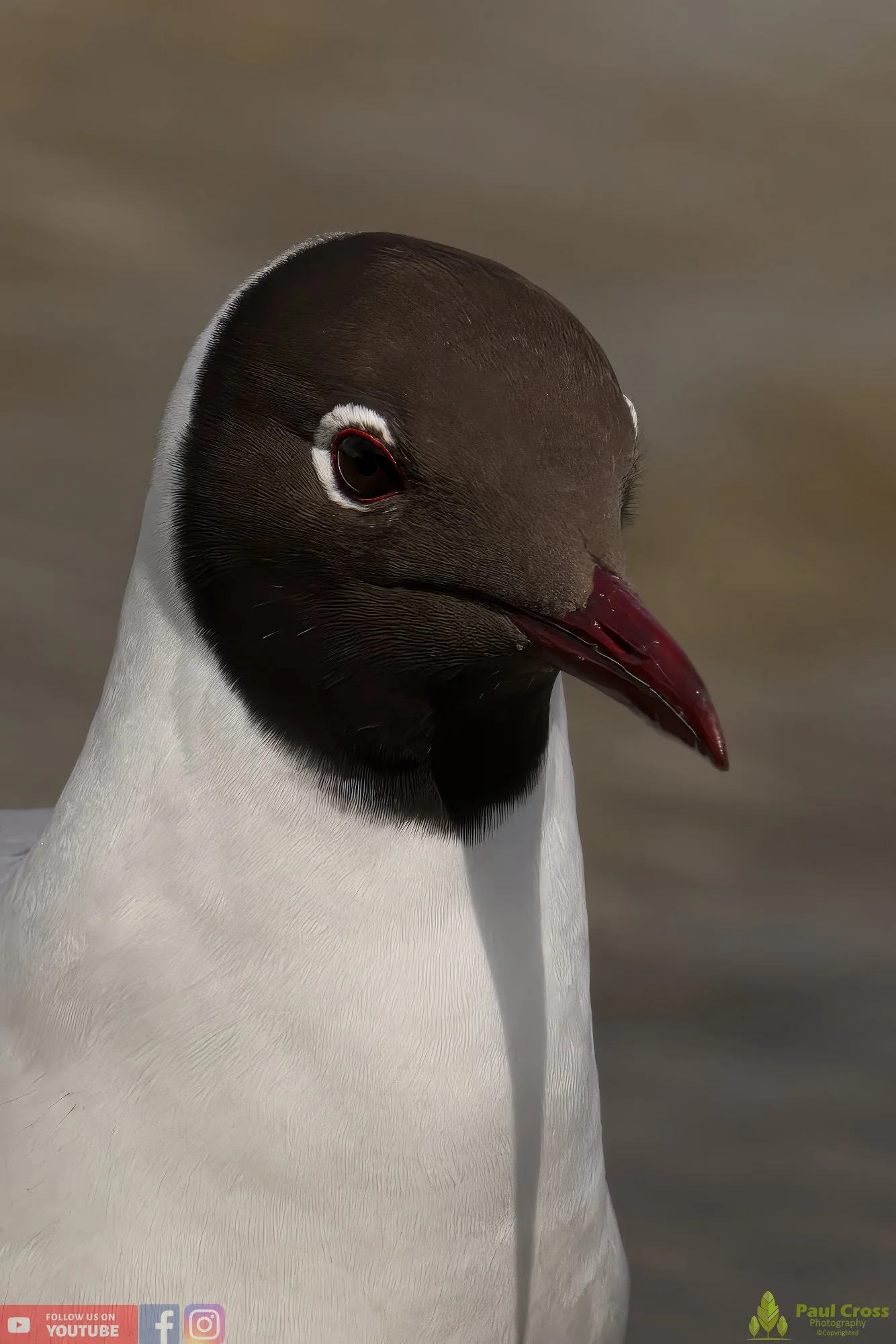 Black-Headed Gull-00524.jpg