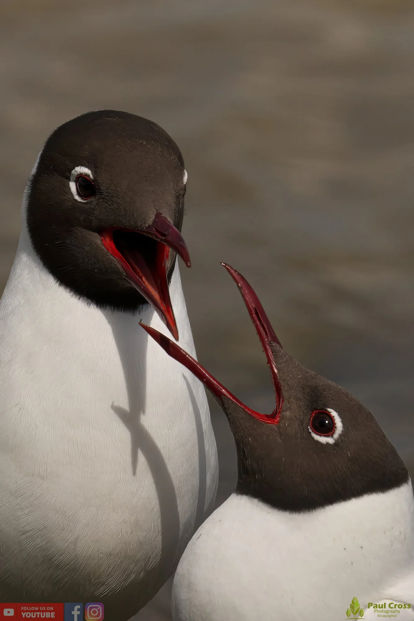 Black-Headed Gull-00526.jpg