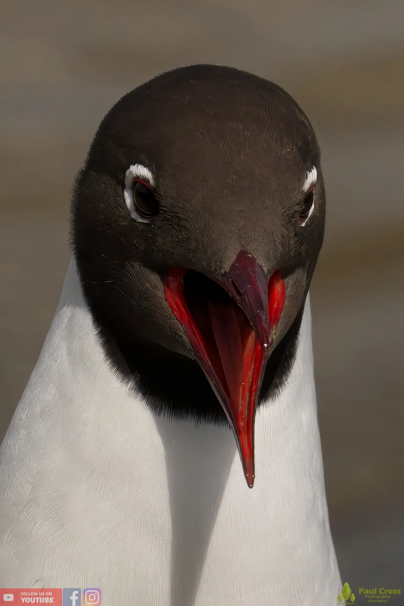 Black-Headed Gull-00527.jpg