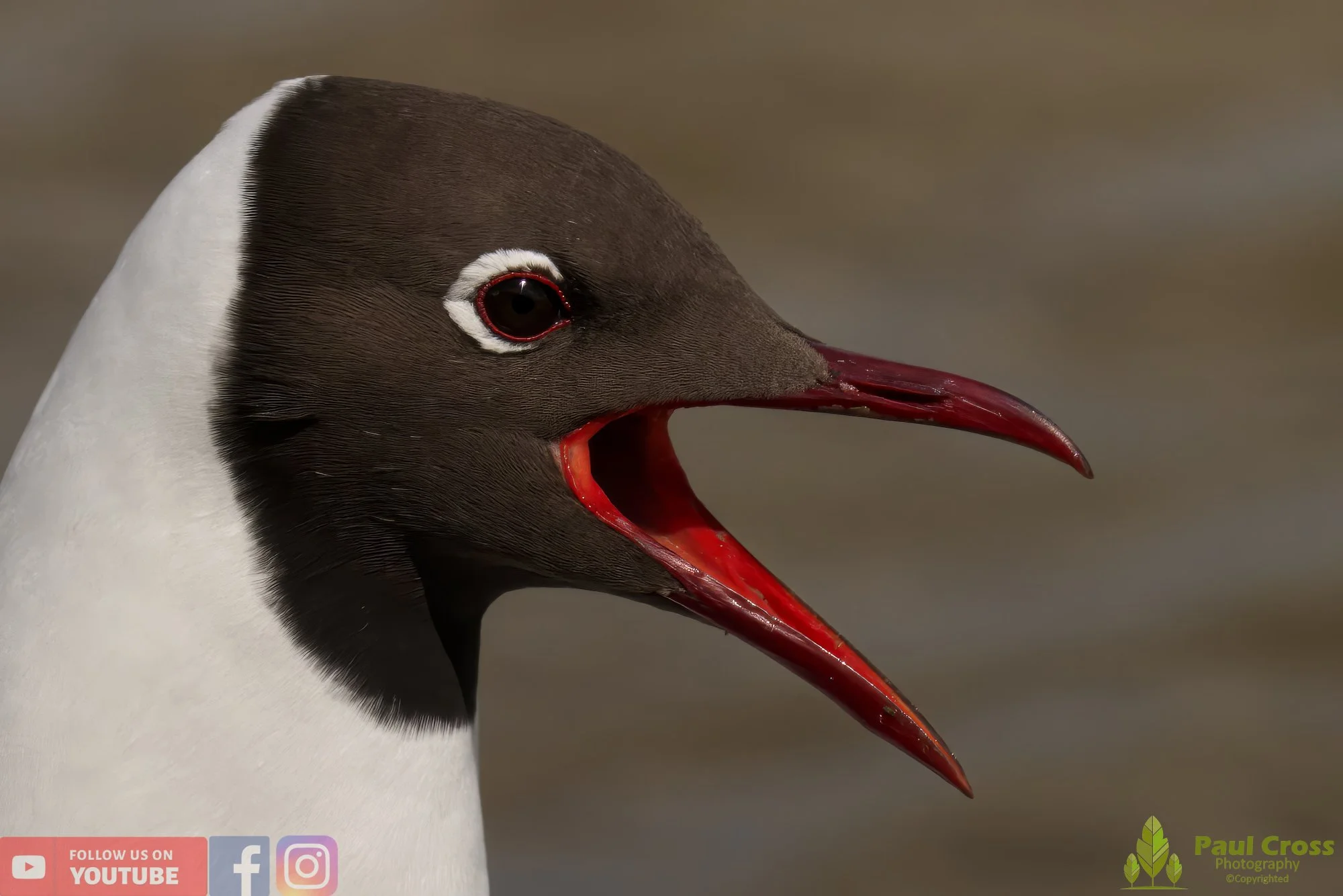 Black-Headed Gull-00530.jpg