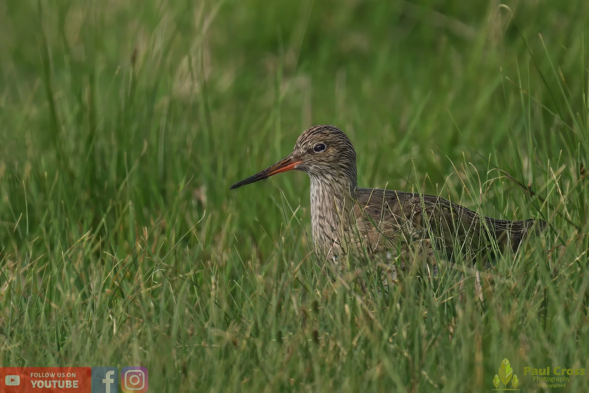 Common Redshank-00356.jpg