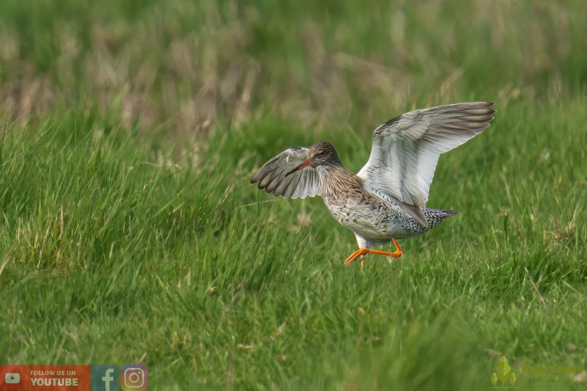 Common Redshank-00355.jpg