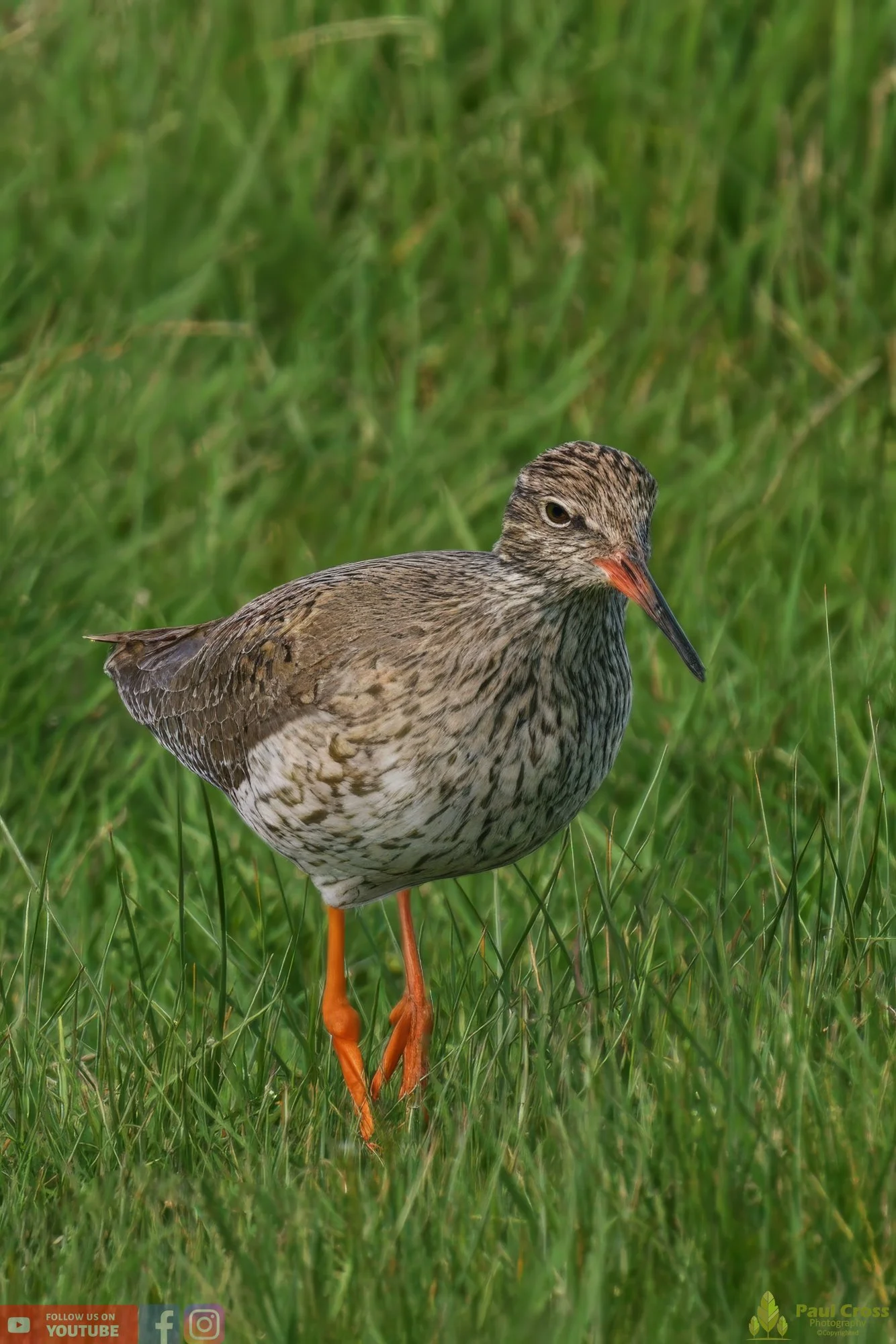Common Redshank-00358.jpg