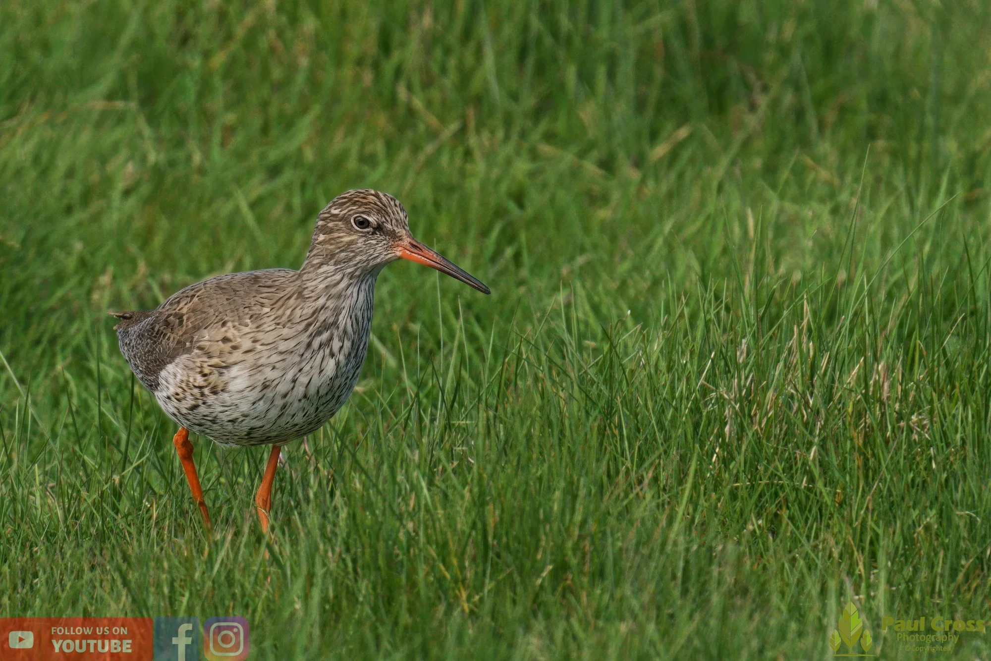 Common Redshank-00359.jpg