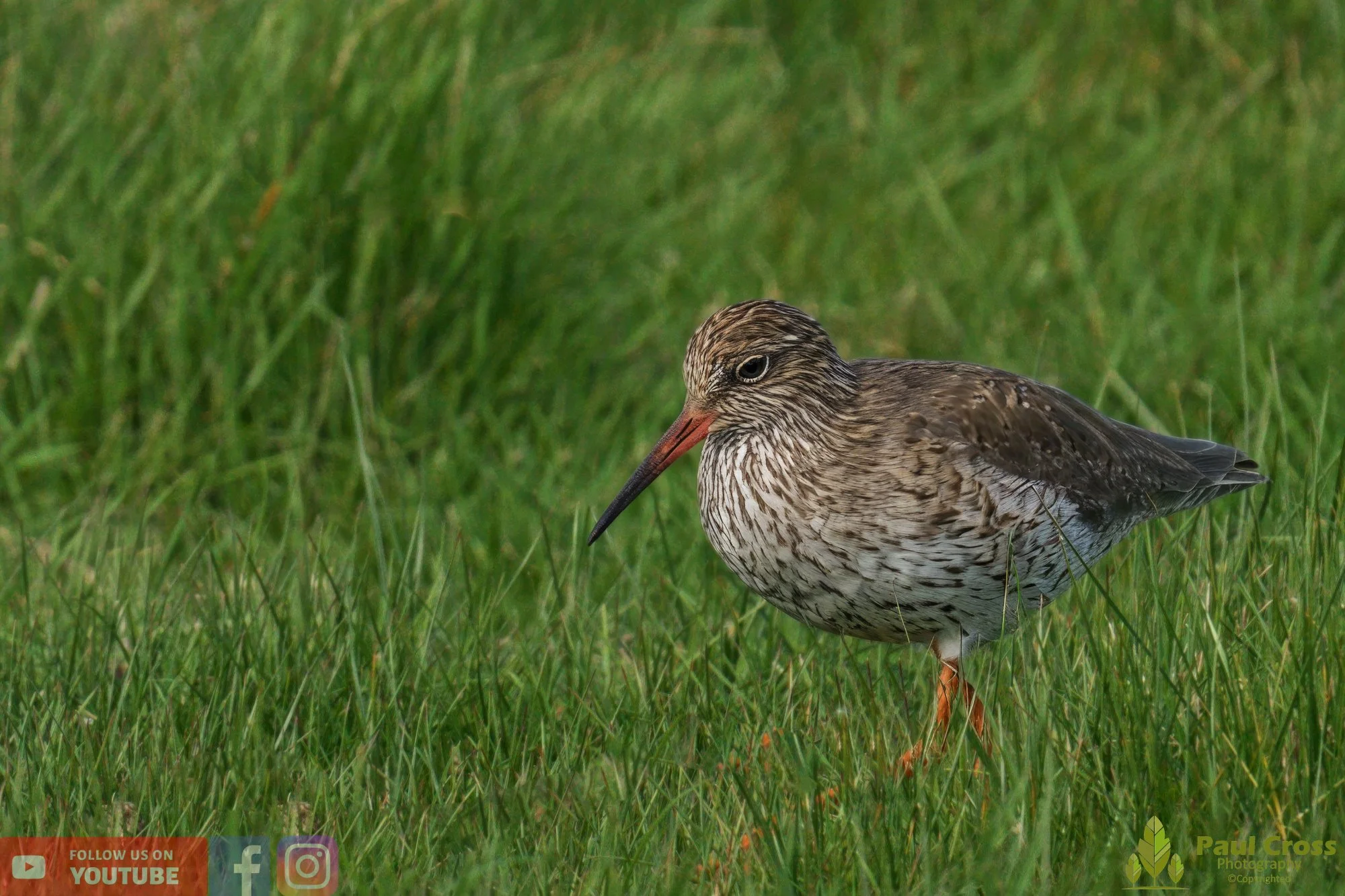 Common Redshank-00360.jpg