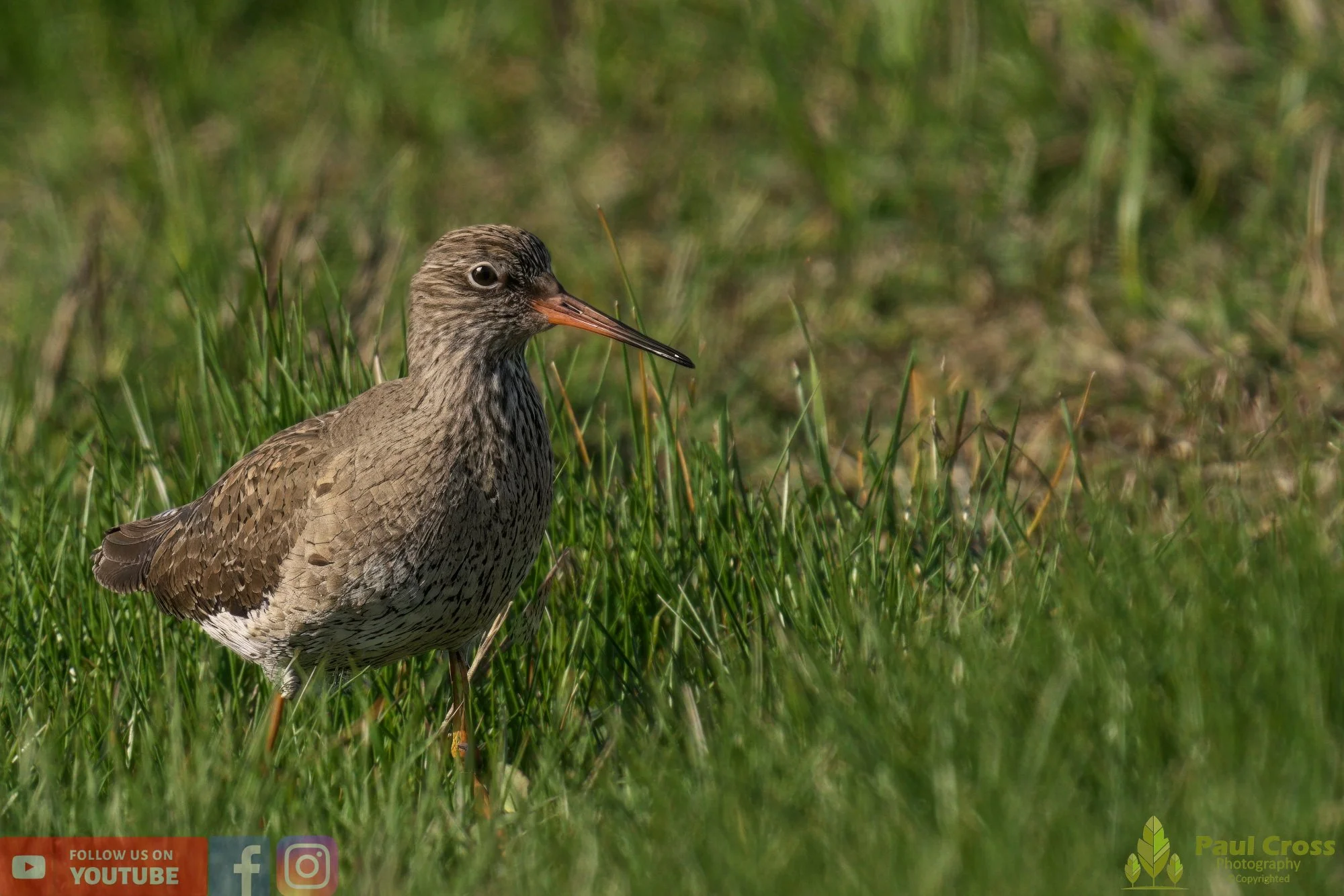 Common Redshank-00362.jpg