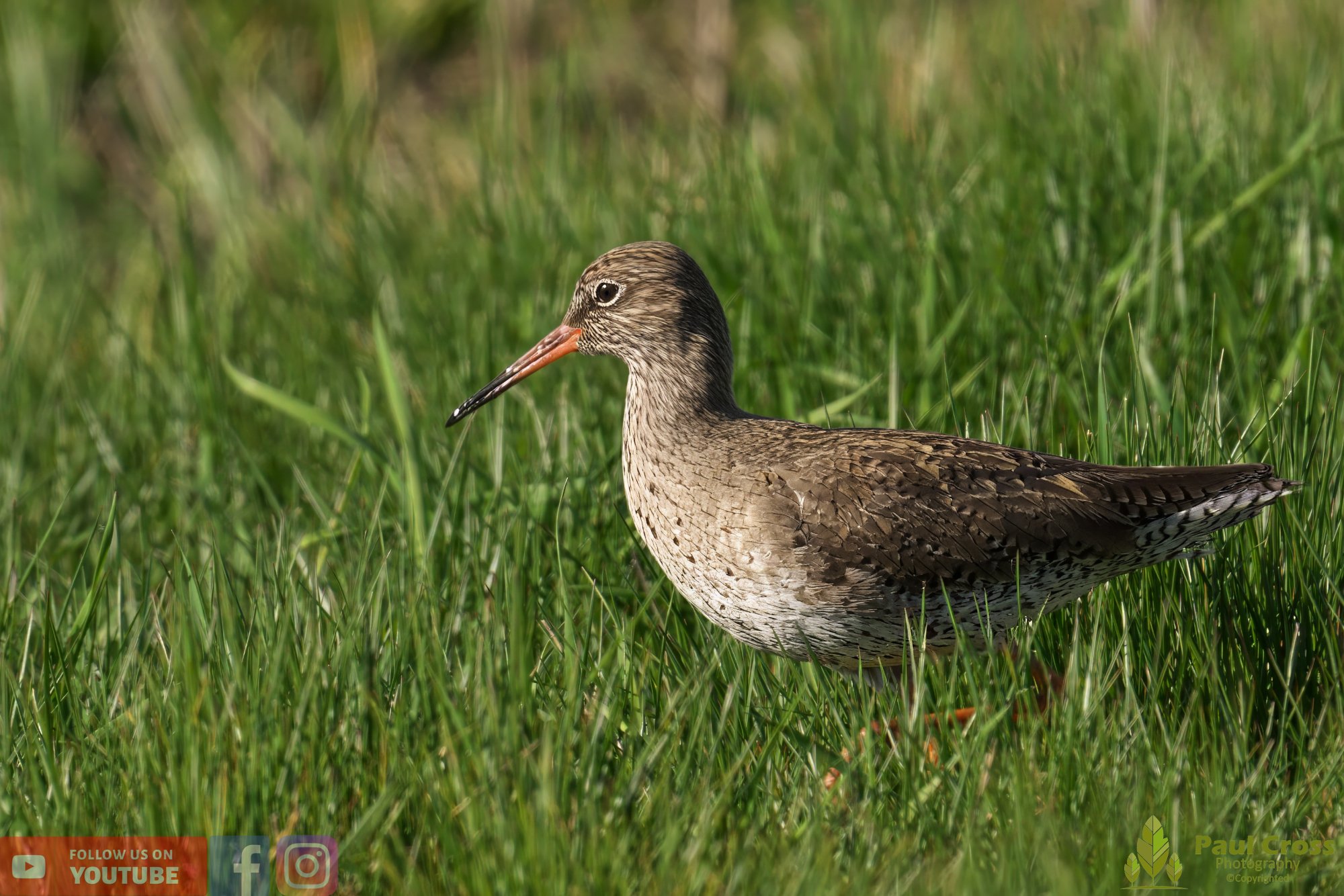 Common Redshank-00364.jpg