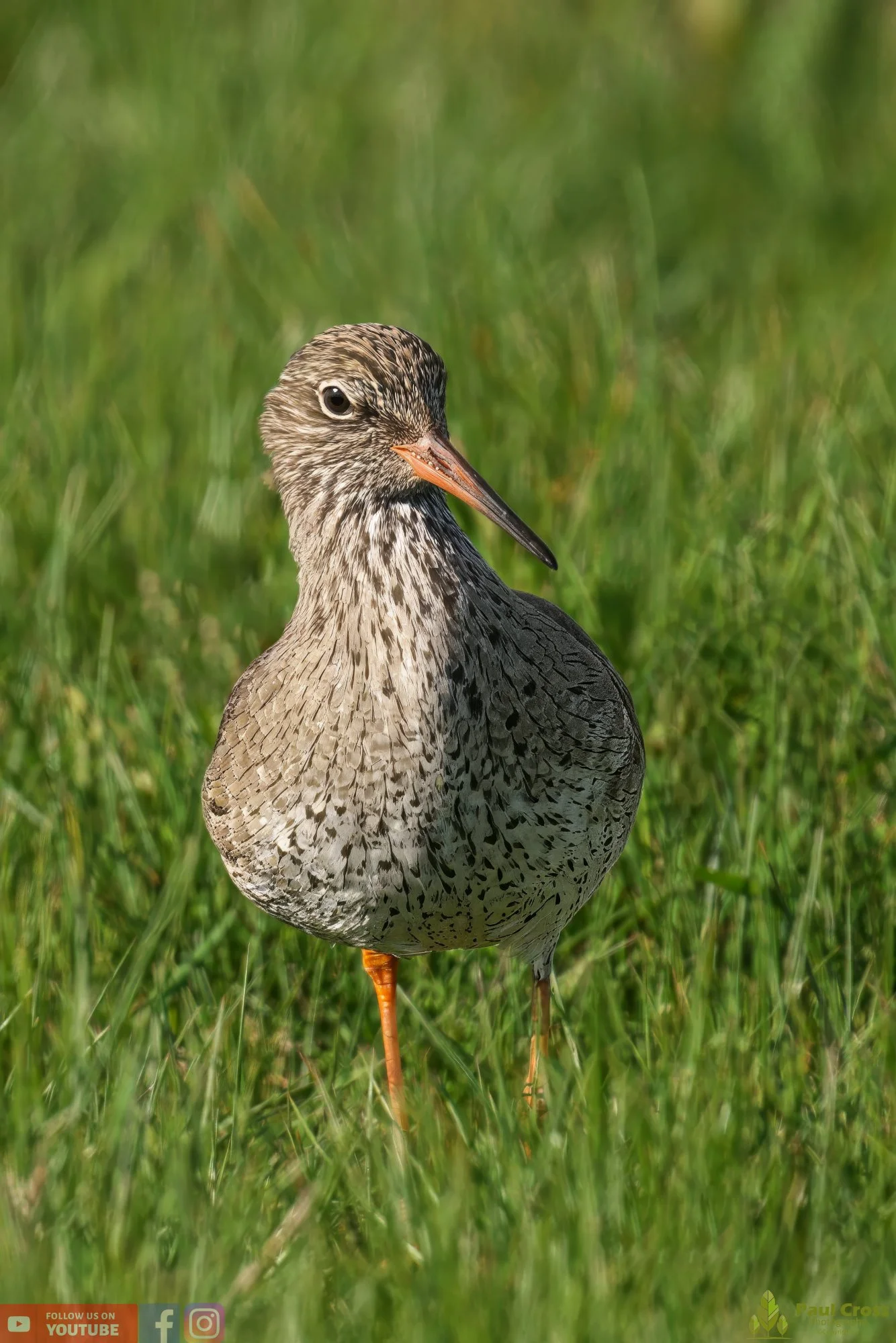 Common Redshank-00365.jpg