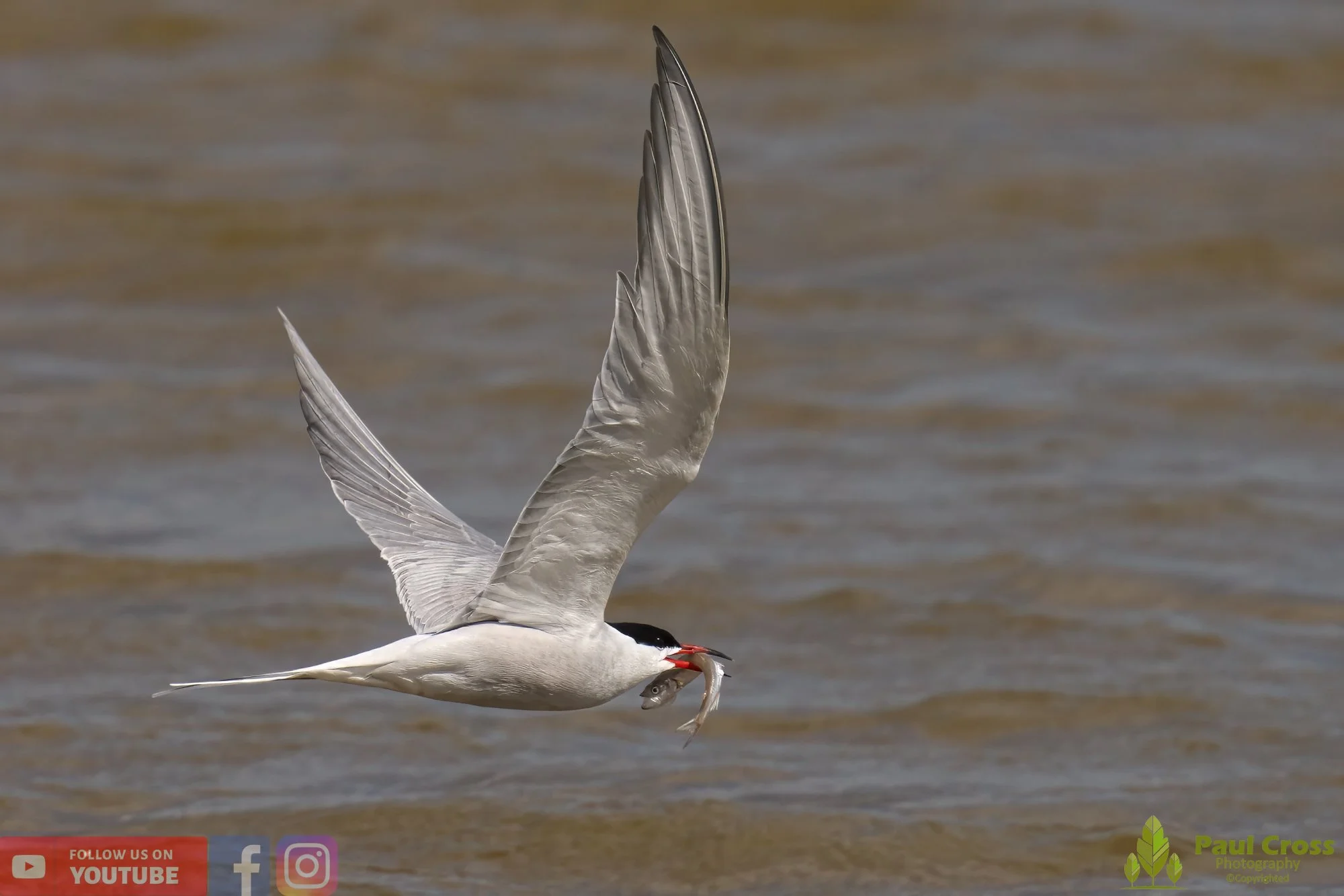 Common Tern-01404.jpg