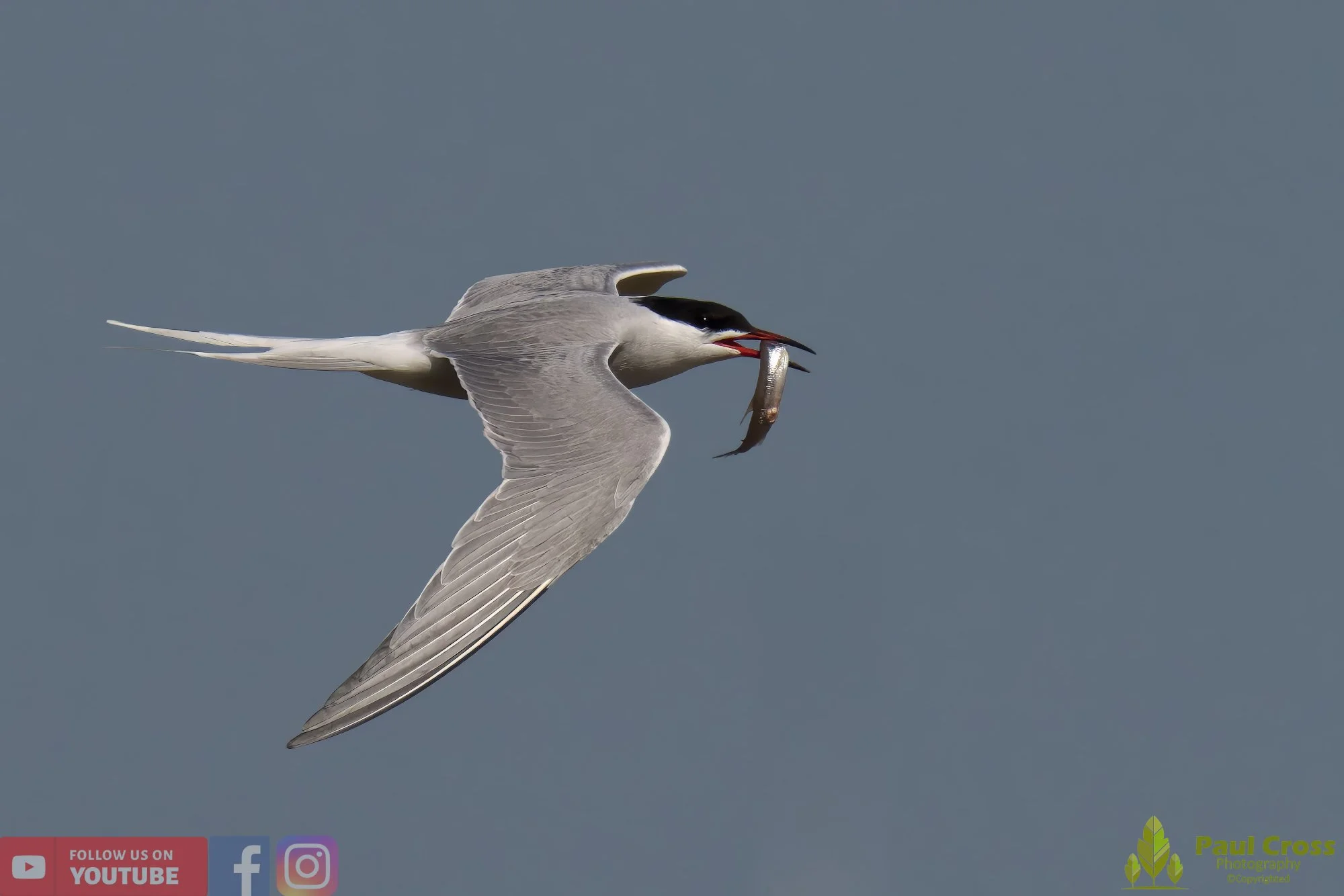 Common Tern-01405.jpg