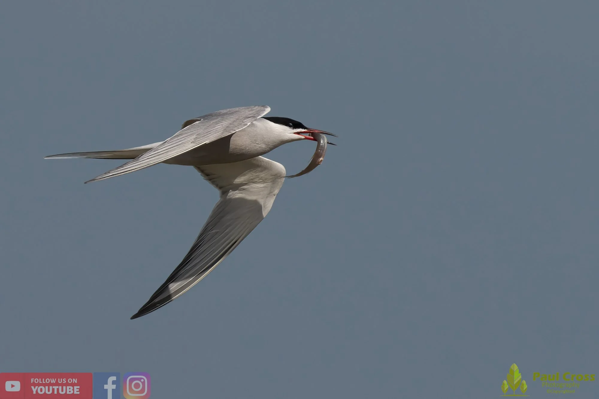 Common Tern-01406.jpg