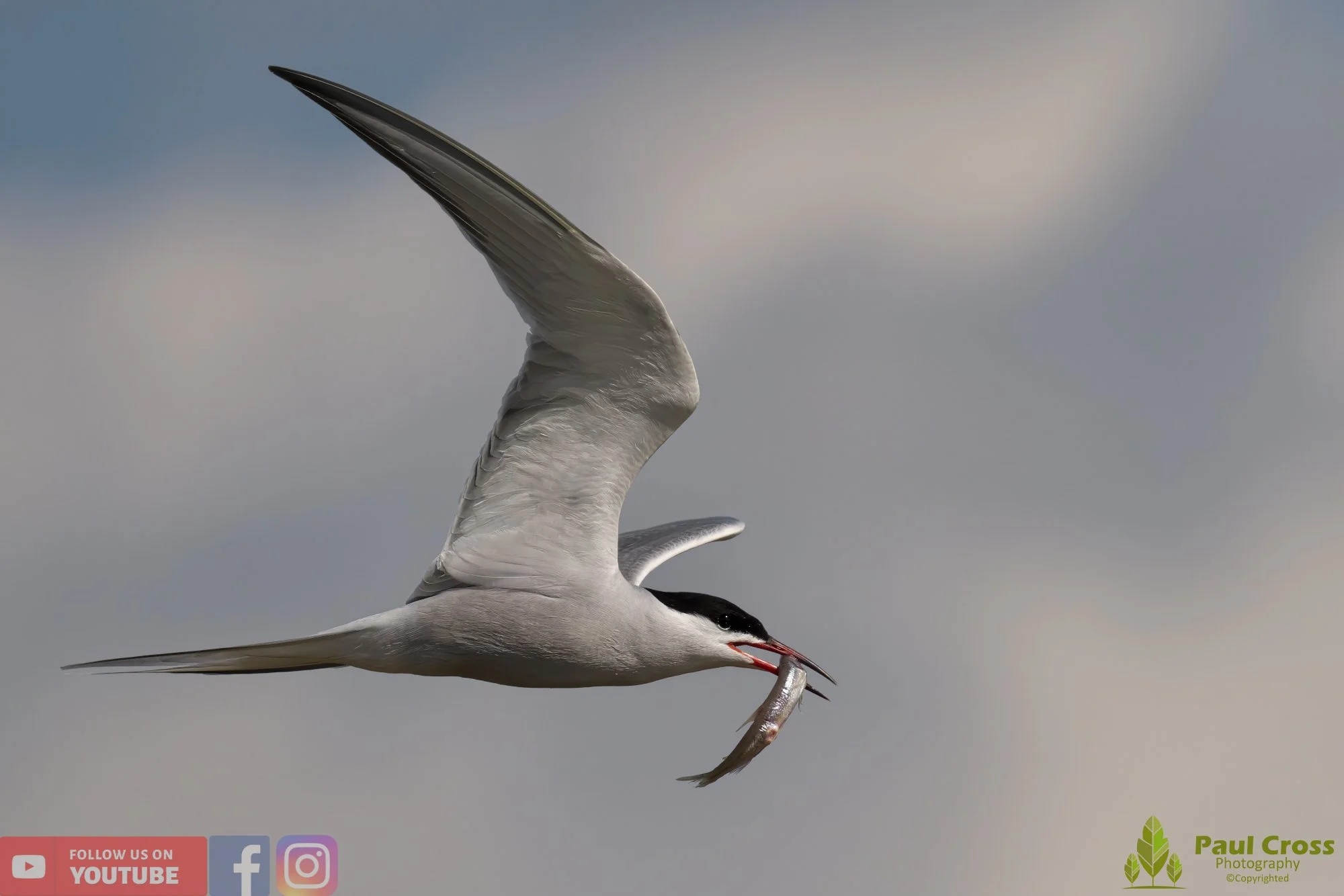 Common Tern-01407.jpg