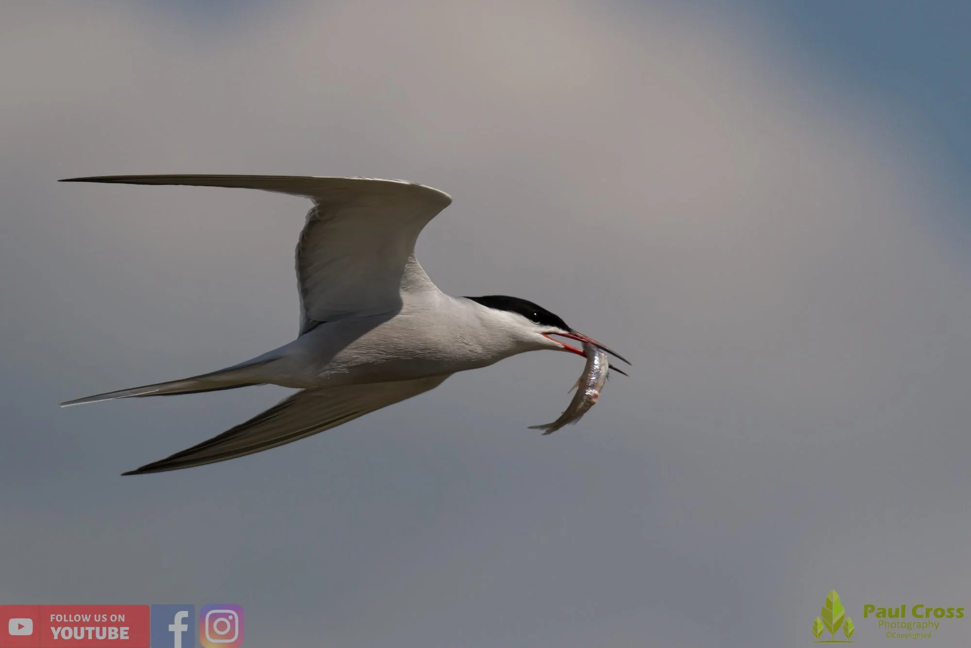 Common Tern-01408.jpg