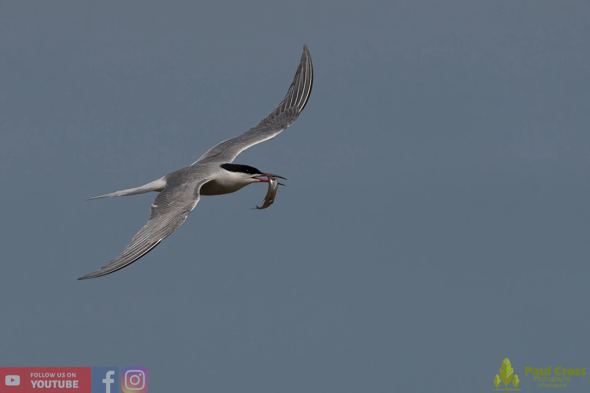 Common Tern-01409.jpg