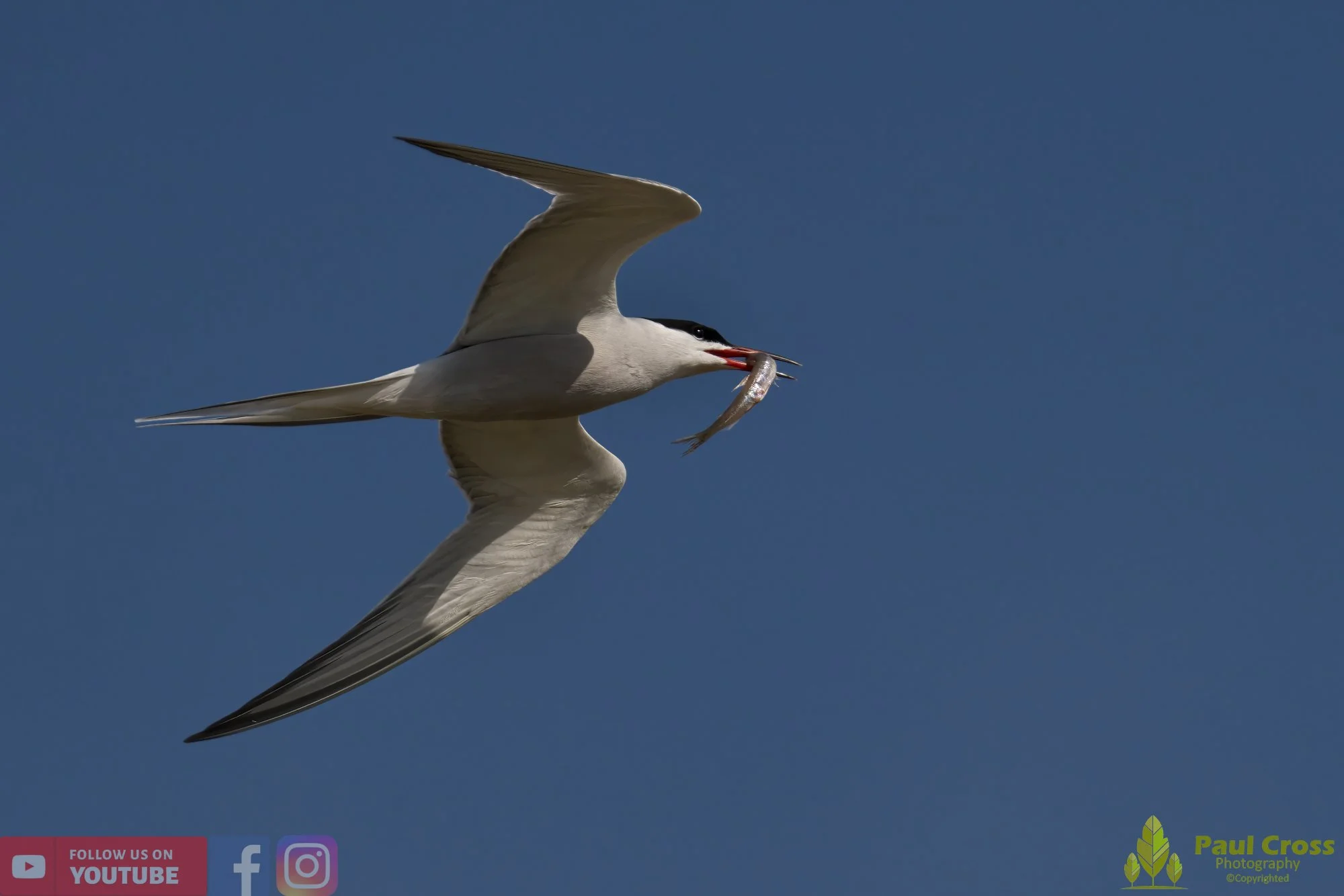 Common Tern-01410.jpg