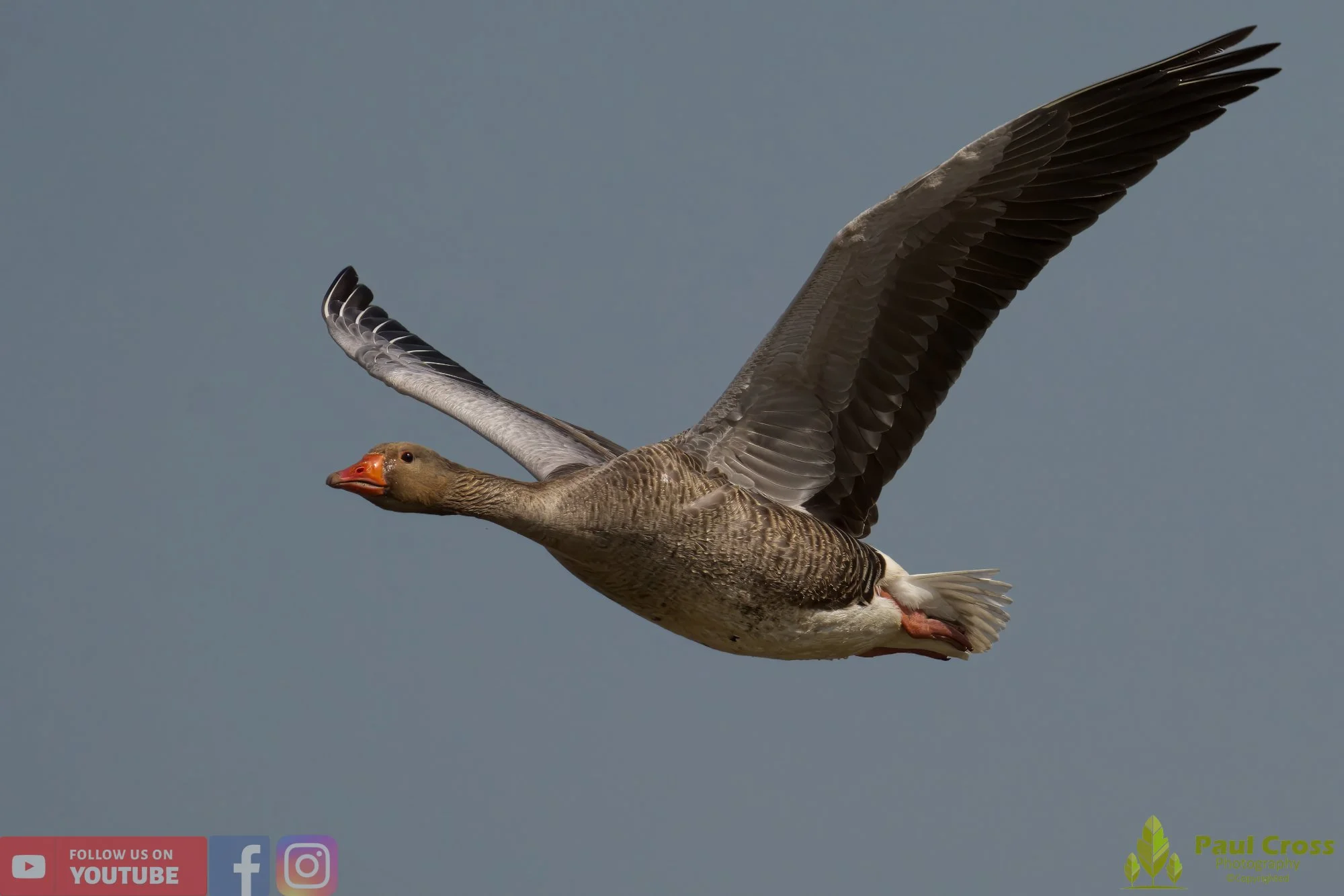 Greylag Goose-00060.jpg