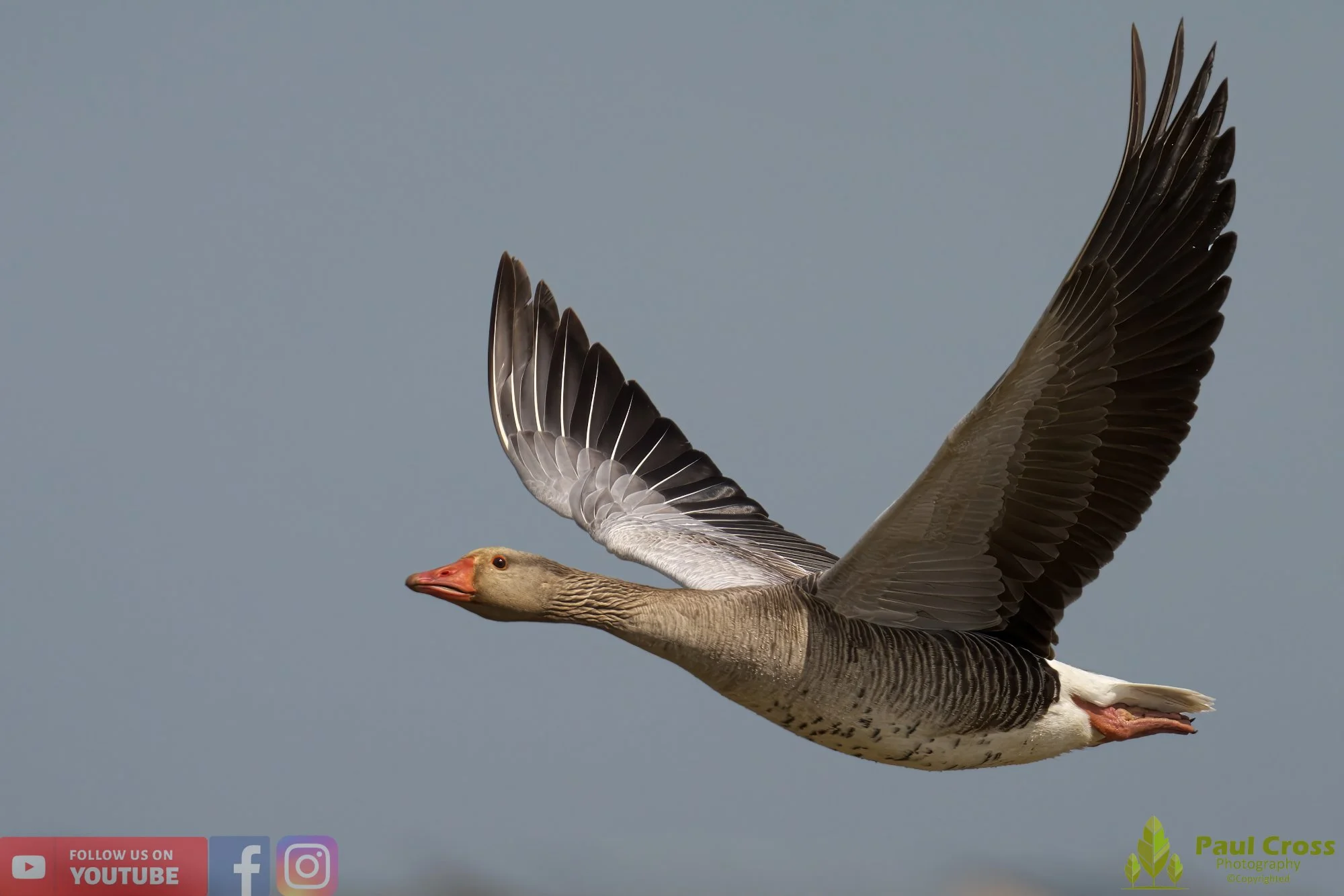 Greylag Goose-00061.jpg