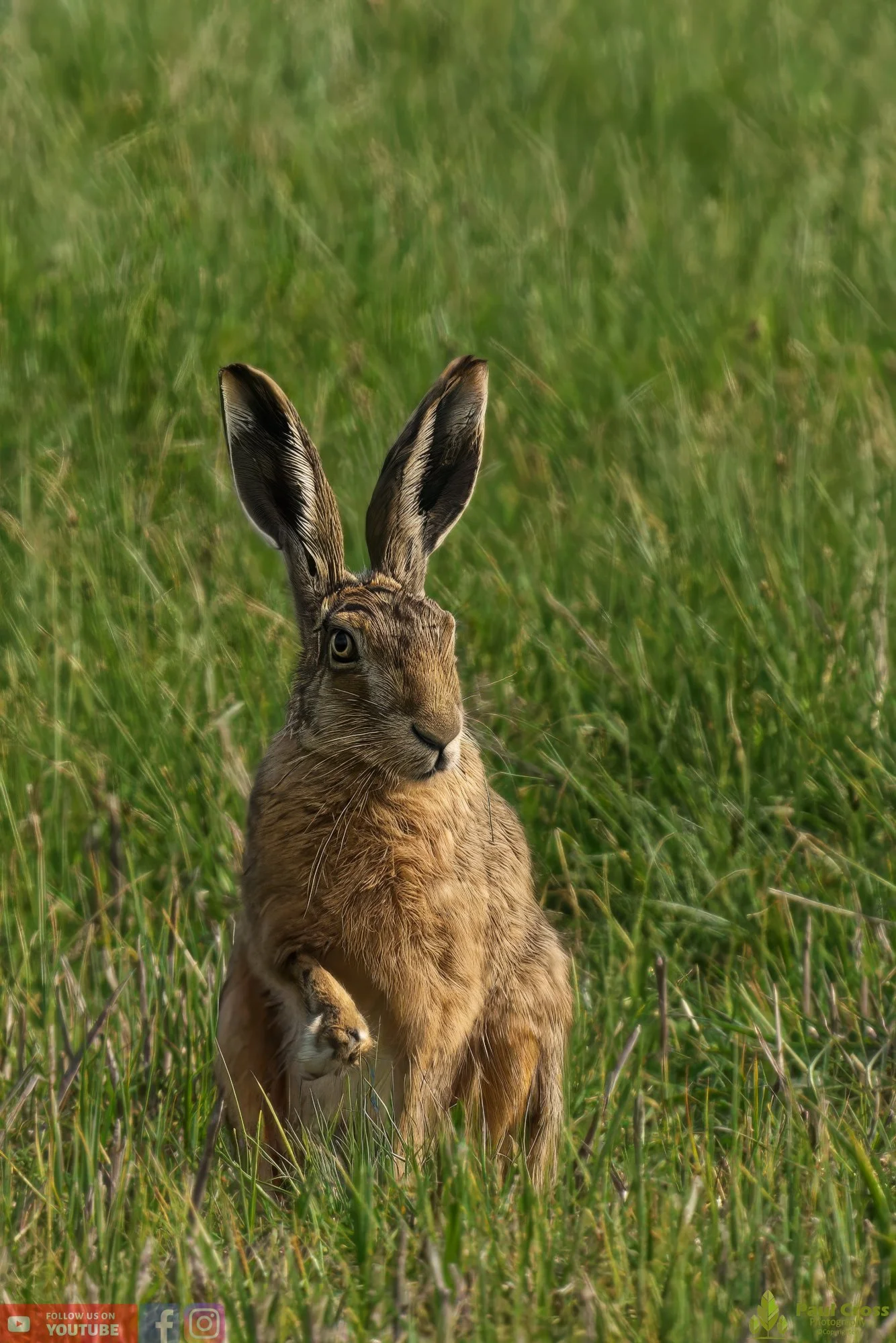 Hare-00002.jpg
