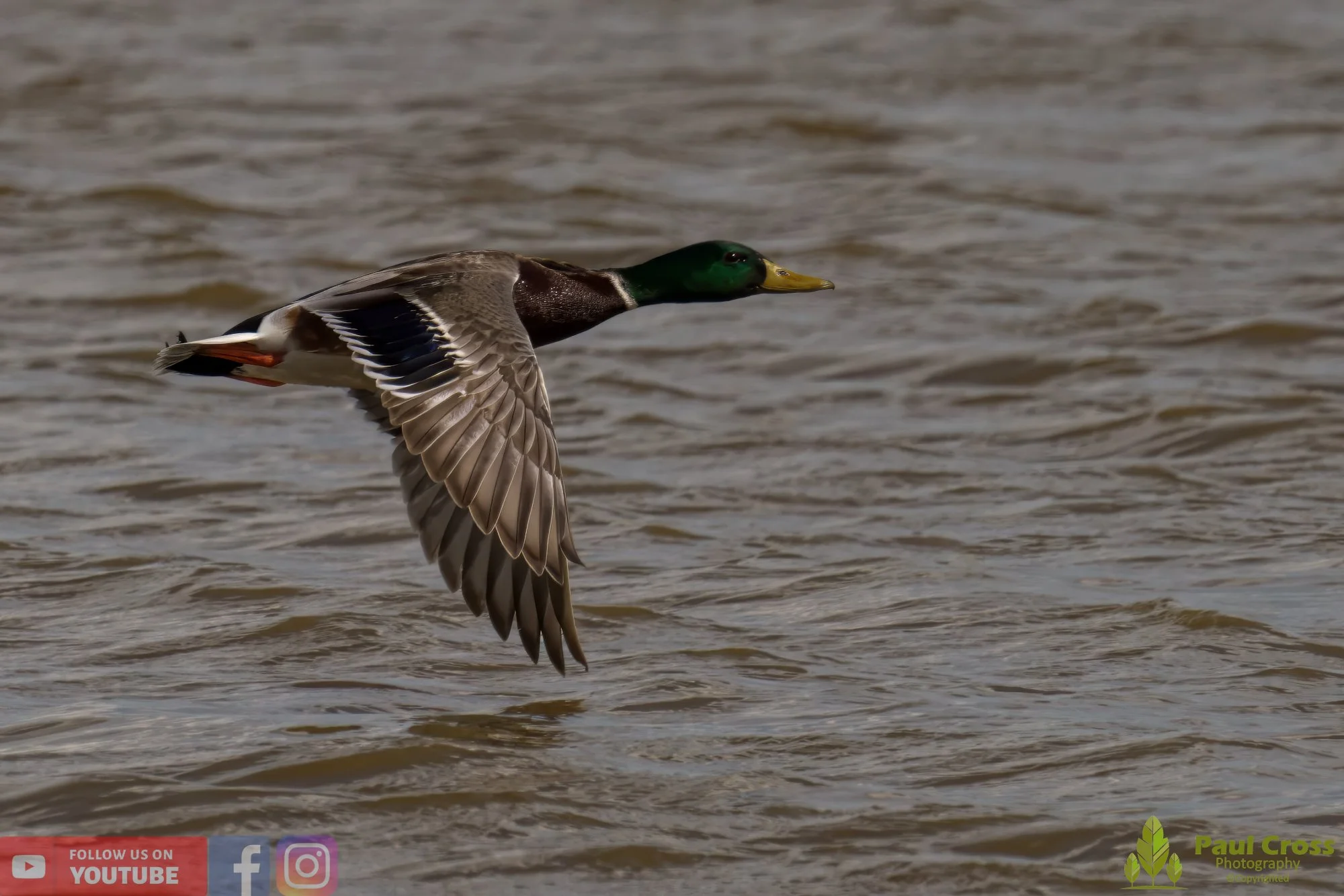 Mallard Duck-00992.jpg