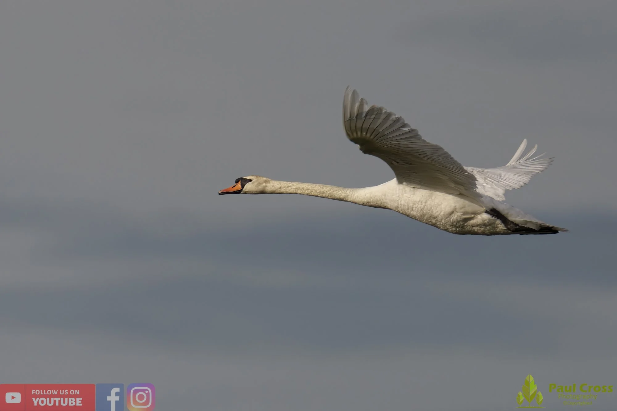Mute Swan-00216.jpg