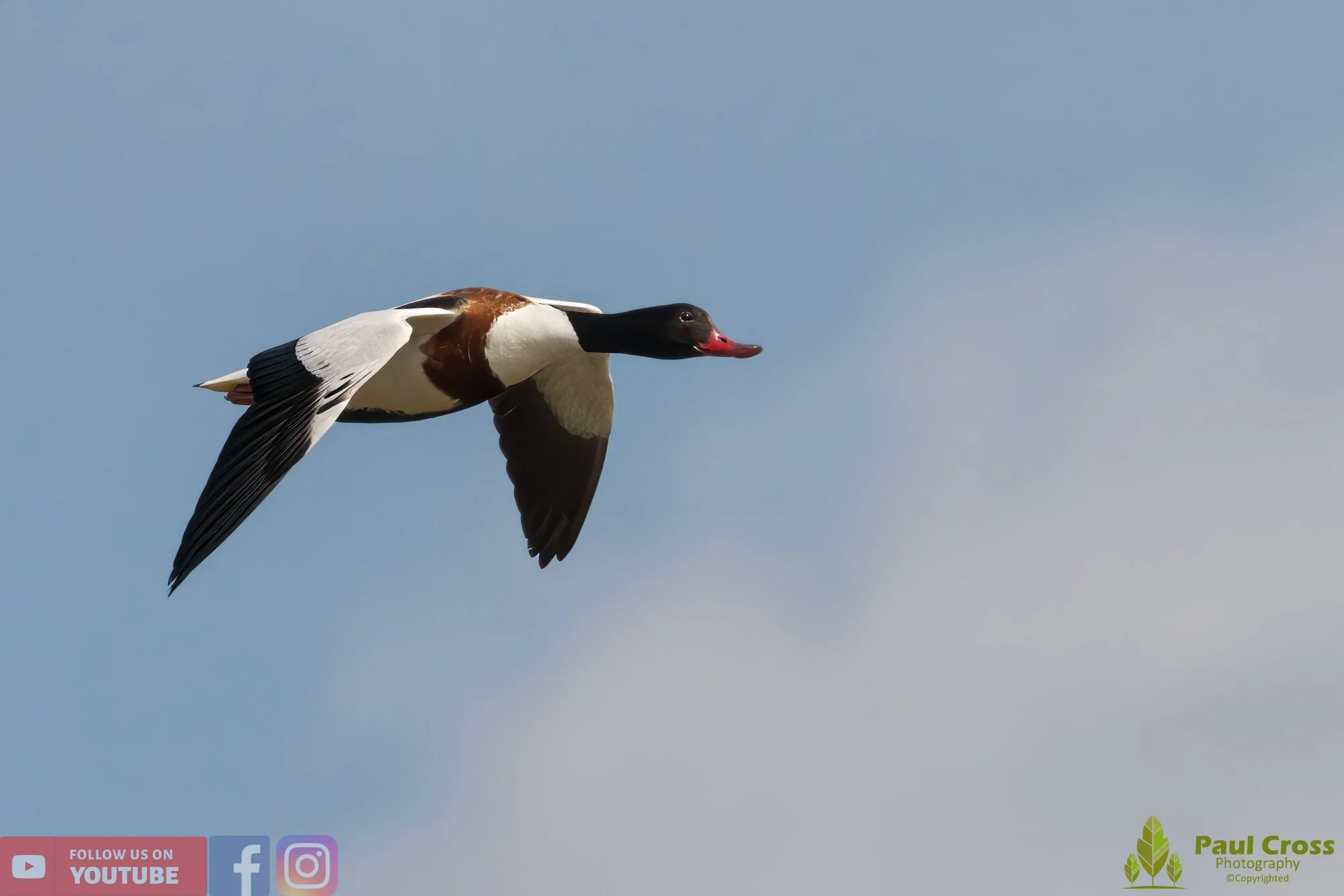 Shelduck-00074.jpg