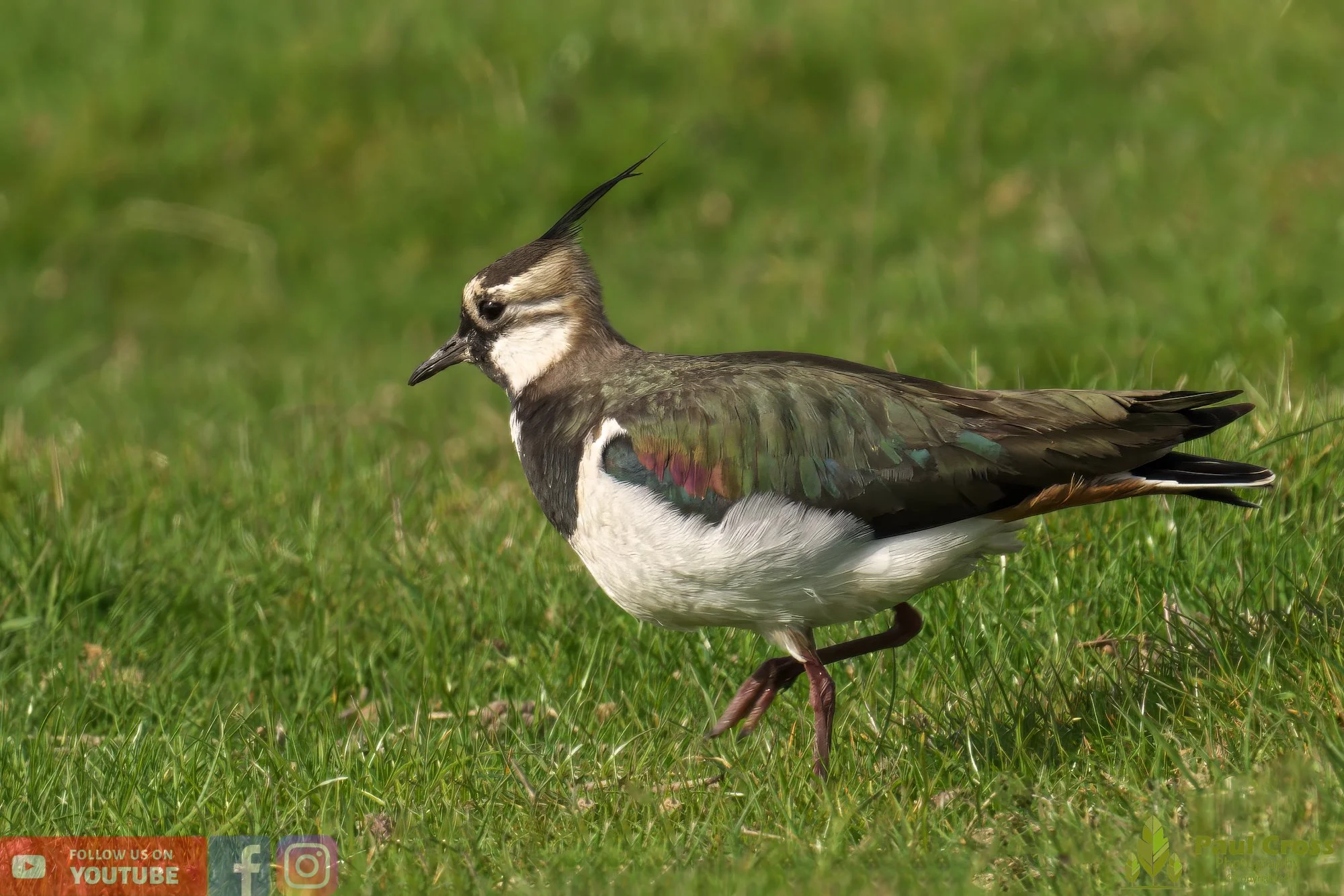 Northern lapwing-00110.jpg